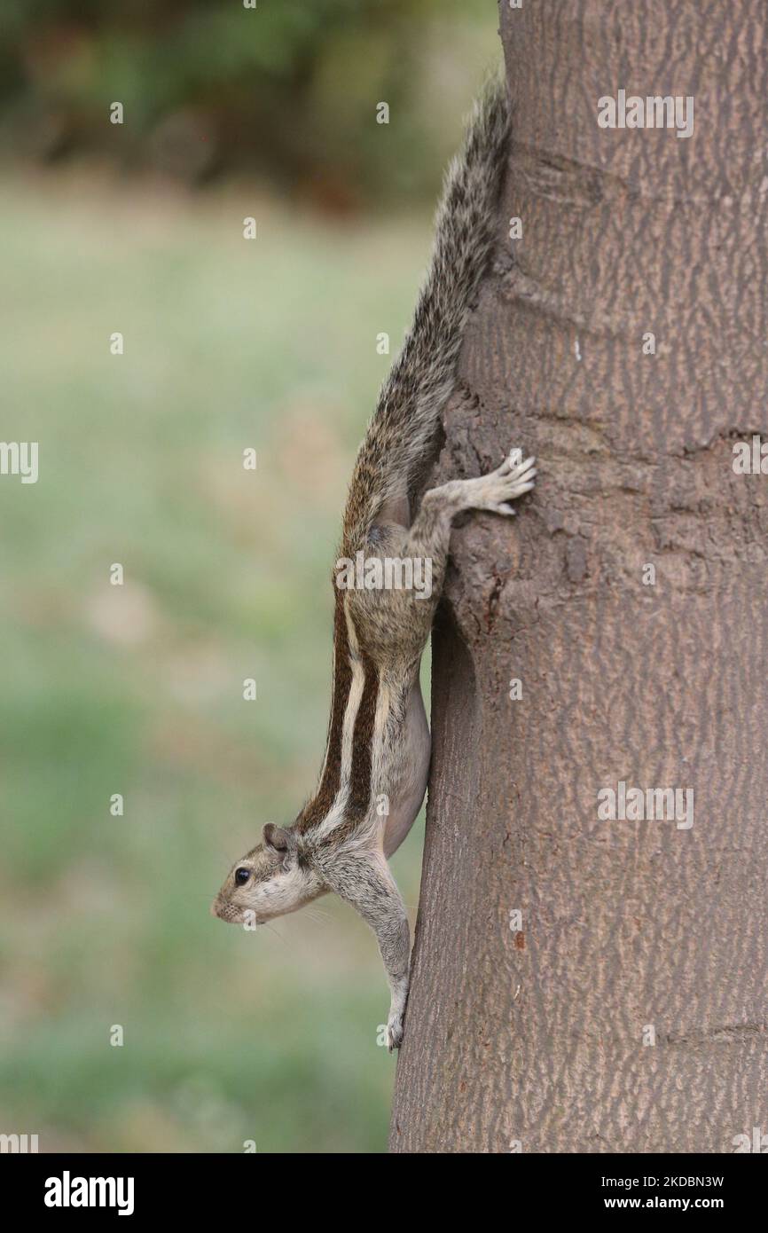 Scoiattolo di palma indiano o scoiattolo di palma a tre righe (Funambulus palmarum) ad Agra, Uttar Pradesh, India, il 04 maggio 2022. (Foto di Creative Touch Imaging Ltd./NurPhoto) Foto Stock