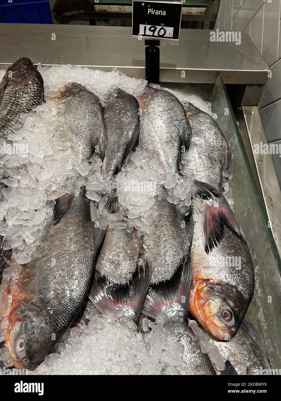 Pesce pirana esposto presso l'esclusivo Lulu Hypermarket situato nel Lulu International Shopping Mall a Thiruvananthapuram (Trivandrum), Kerala, India, il 25 maggio 2022. Il Kerala ha riportato il tasso d'inflazione più basso in tutta l'India al 5,08 per cento. Tamil Nadu ha riportato il secondo tasso di inflazione più basso al 5,37 per cento. L'inflazione media nazionale dell'IPC per l'aprile 2022 è salito al 7,79 per cento. Il tasso di inflazione del Kerala è stato inferiore a tutti gli altri stati, così come la media nazionale dall'inizio della pandemia, ma l'inflazione del Tamil Nadu è scesi al di sotto della media nazionale da Januar Foto Stock