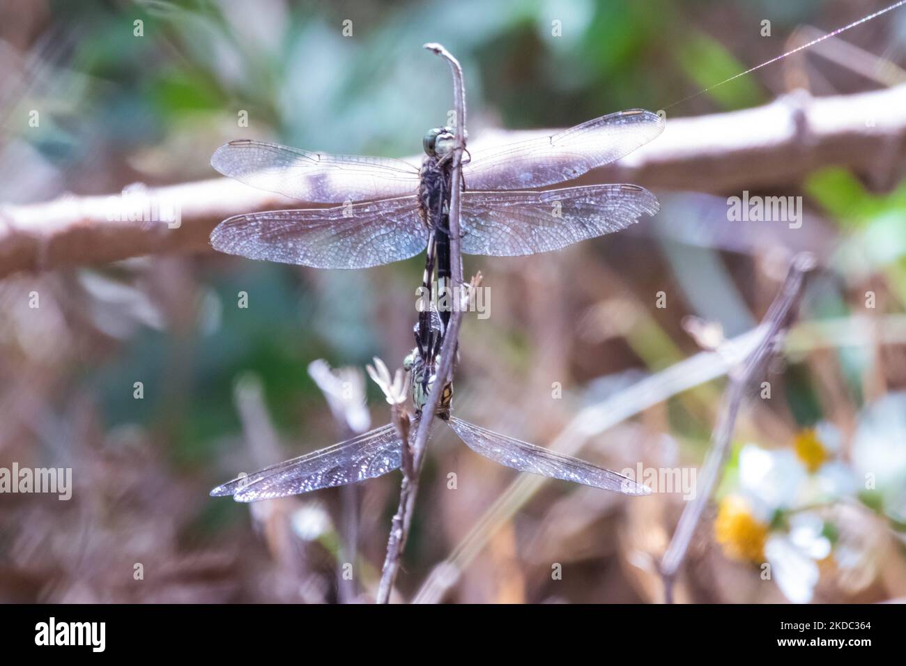 Due libellule che si accoppiano in un risaie a Ungaran, nella provincia centrale di Giava, Indonesia, il 14 giugno 2022. (Foto di WF Sihardian/NurPhoto) Foto Stock