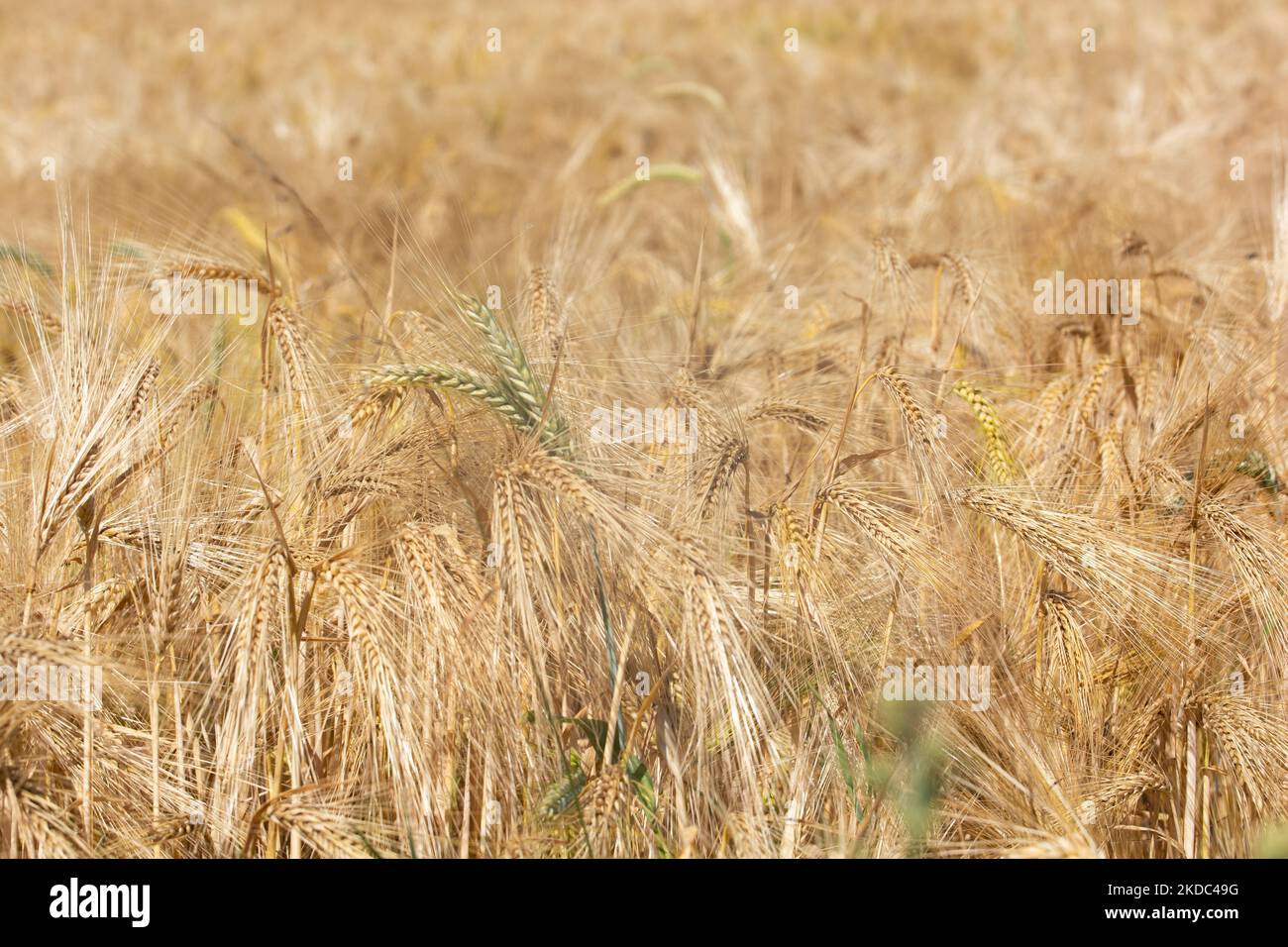 Un campo di grano è visto a Wesseling vicino Colonia, Germania il 15 giugno 2022 come i prezzi globali per il grano salito? (Foto di Ying Tang/NurPhoto) Foto Stock