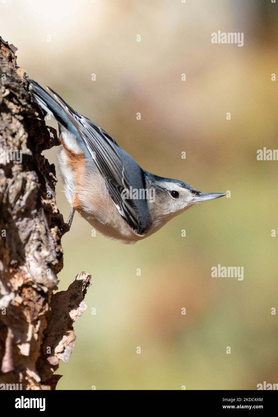 Nuthatch bianco-breasted arroccato su un tronco di albero Foto Stock