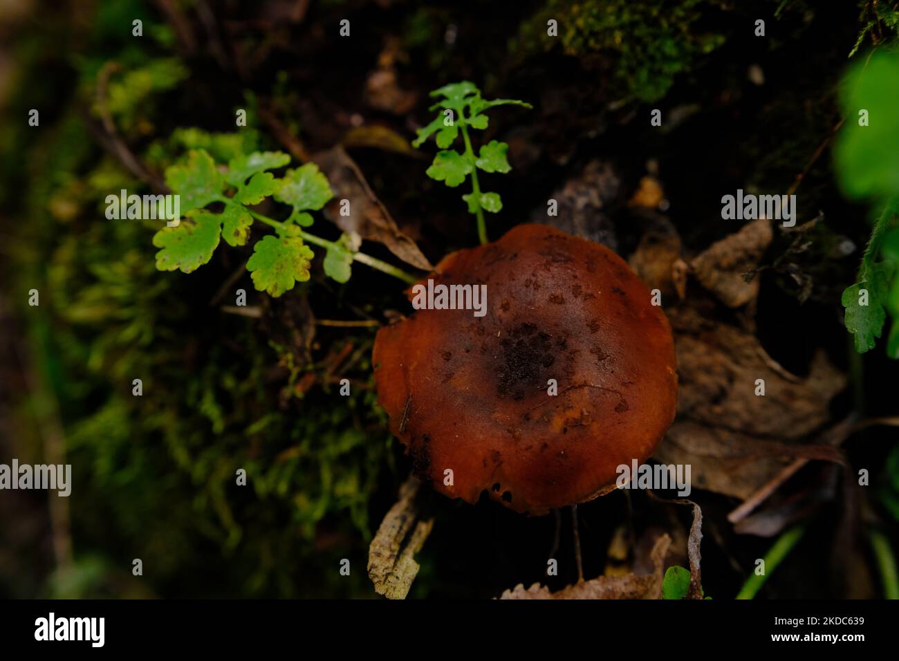 Mortale webcap Cortinarius rubellus fungo velenoso nella foresta. Foto Stock
