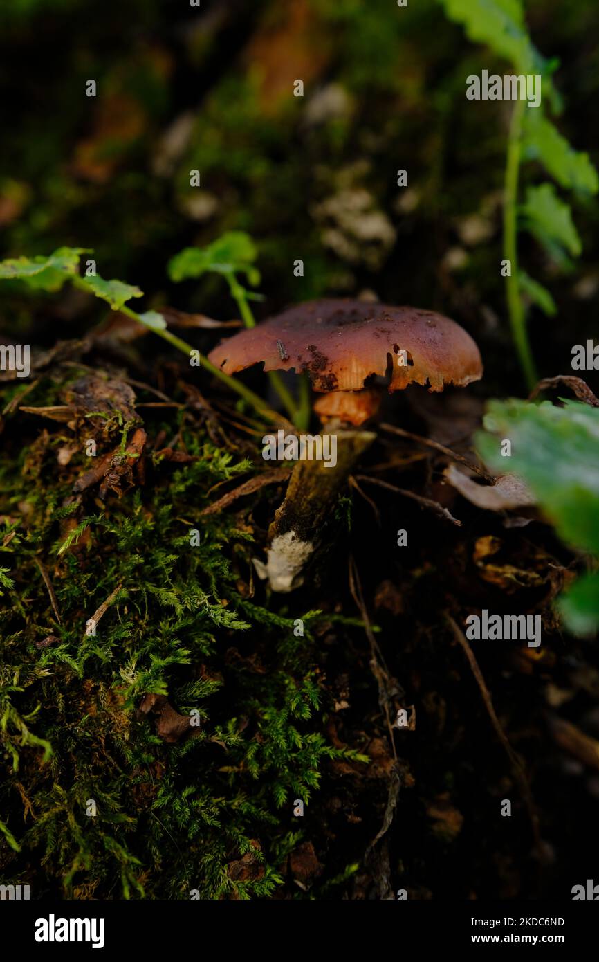 Mortale webcap Cortinarius rubellus fungo velenoso nella foresta. Foto Stock