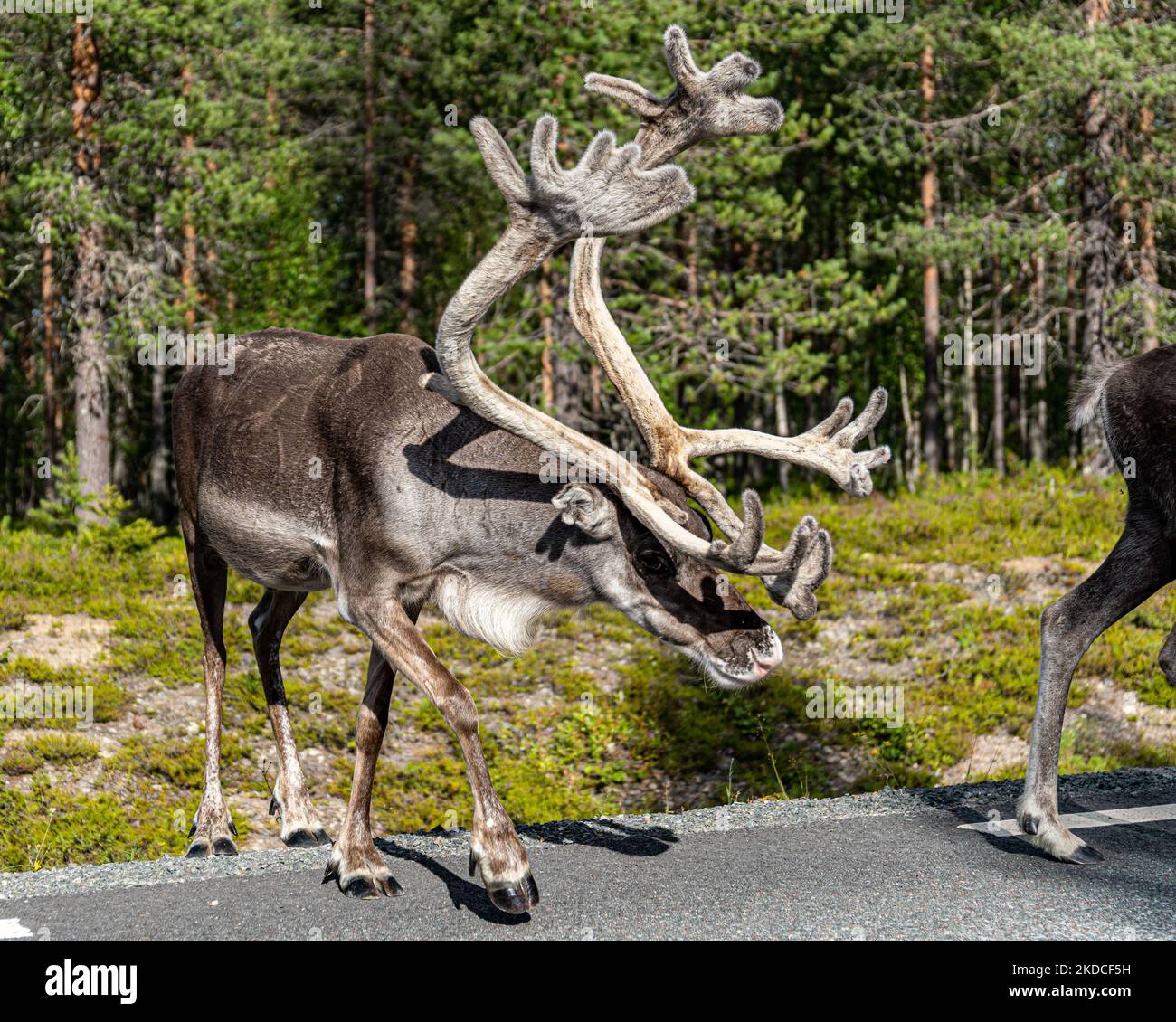 Un primo piano di Caribou boschivo boreale in una foresta Foto Stock