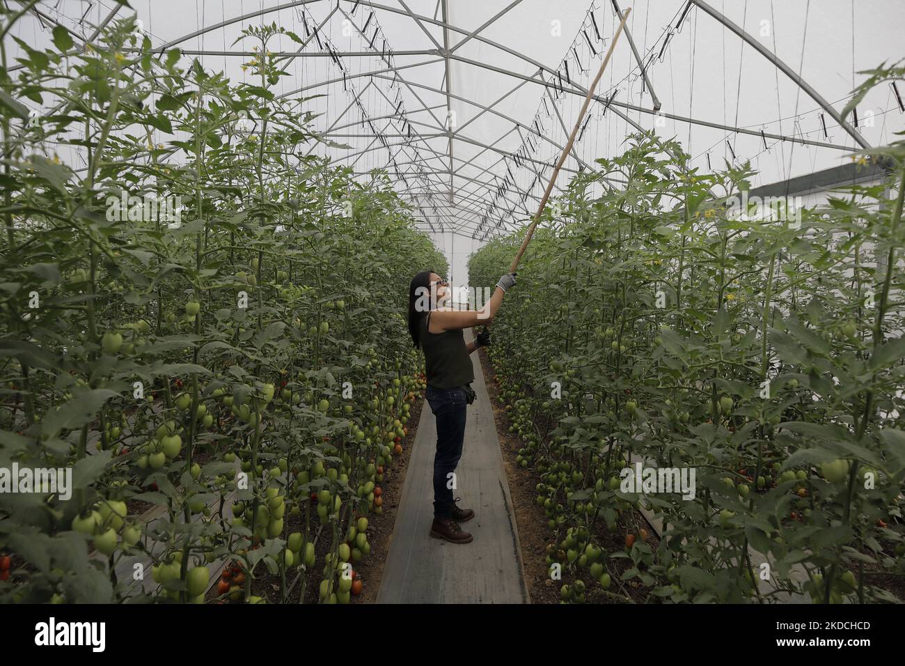 Sofía Mendoza, agricoltore, durante l'impollinazione di piante di pomodoro all'interno di una serra situata a Tlaltenco, nel quartiere Tláhuac di Città del Messico, per la vendita locale. Recentemente, il National Index of Consumer Prices e il National Institute of Statistics and Geography in Mexico, hanno registrato un aumento del prezzo di questo prodotto, che è stato di $20 pesos per chilogrammo, passando a $35 pesos per chilogrammo, a seconda della zona demografica, del mercato o del negozio self-service. (Foto di Gerardo Vieyra/NurPhoto) Foto Stock