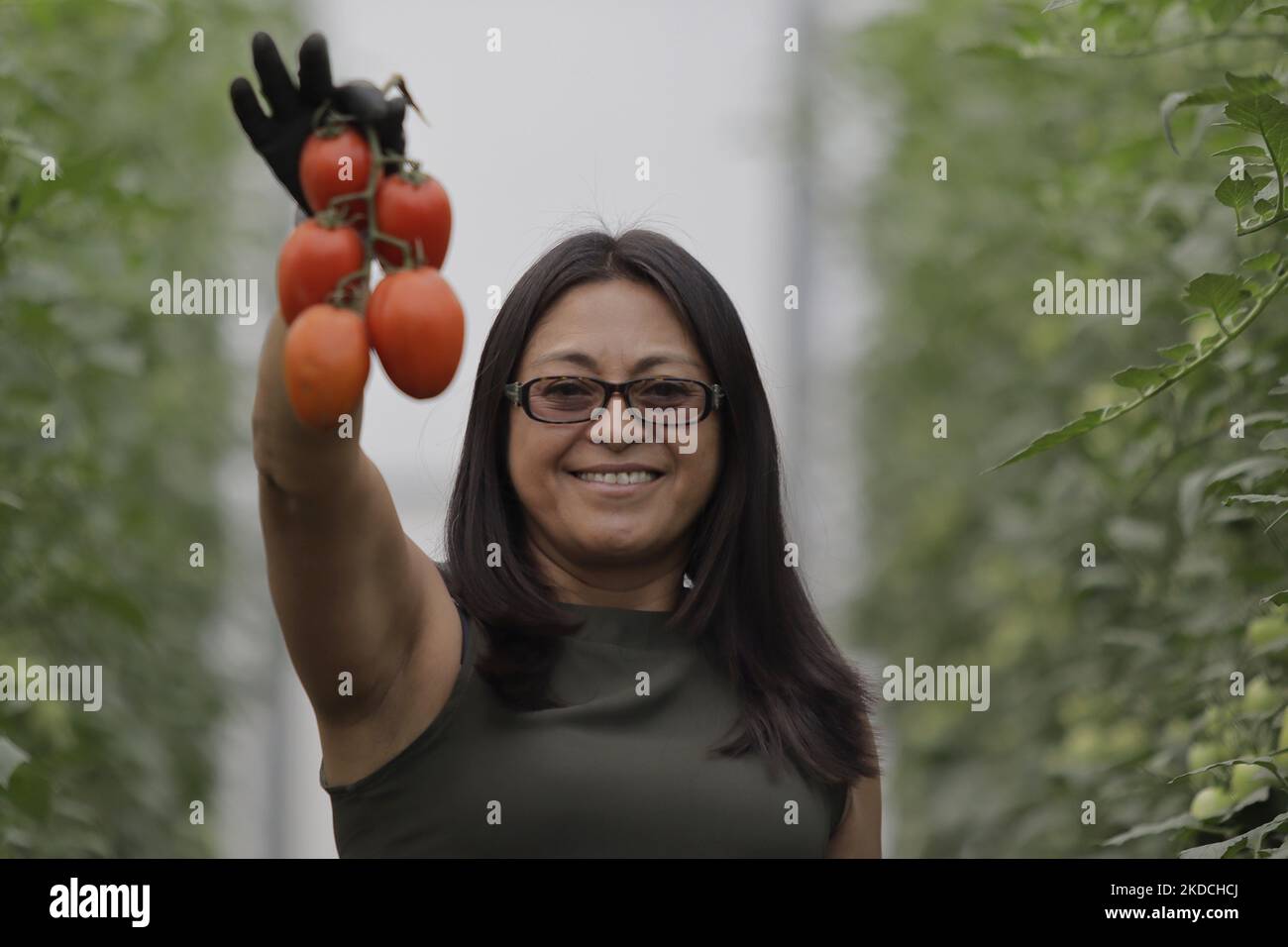 Sofía Mendoza, un agricoltore, tiene un mazzo di pomodori all'interno di una serra situata a Tlaltenco, nel quartiere Tláhuac di Città del Messico, per la vendita locale. Recentemente, il National Index of Consumer Prices e il National Institute of Statistics and Geography in Mexico, hanno registrato un aumento del prezzo di questo prodotto, che è stato di $20 pesos per chilogrammo, passando a $35 pesos per chilogrammo, a seconda della zona demografica, del mercato o del negozio self-service. (Foto di Gerardo Vieyra/NurPhoto) Foto Stock