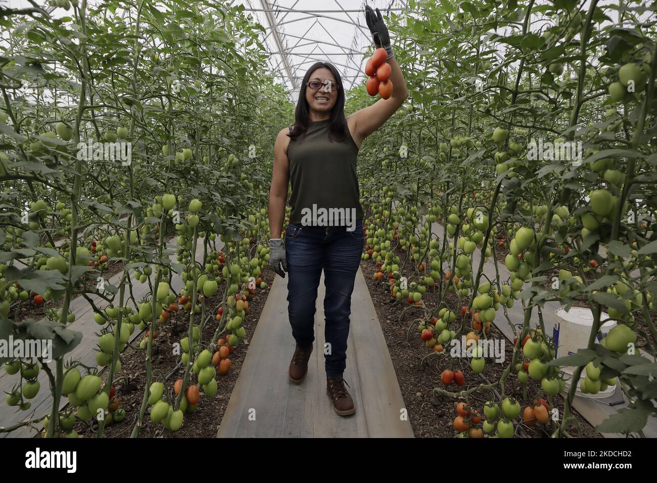 Sofía Mendoza, un agricoltore, tiene un mazzo di pomodori all'interno di una serra situata a Tlaltenco, nel quartiere Tláhuac di Città del Messico, per la vendita locale. Recentemente, il National Index of Consumer Prices e il National Institute of Statistics and Geography in Mexico, hanno registrato un aumento del prezzo di questo prodotto, che è stato di $20 pesos per chilogrammo, passando a $35 pesos per chilogrammo, a seconda della zona demografica, del mercato o del negozio self-service. (Foto di Gerardo Vieyra/NurPhoto) Foto Stock