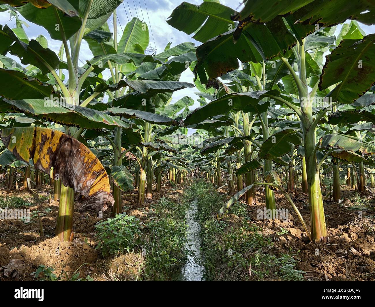 Piantagione di banane a Ooruttambalam, Kerala, India, il 13 maggio 2022. (Foto di Creative Touch Imaging Ltd./NurPhoto) Foto Stock