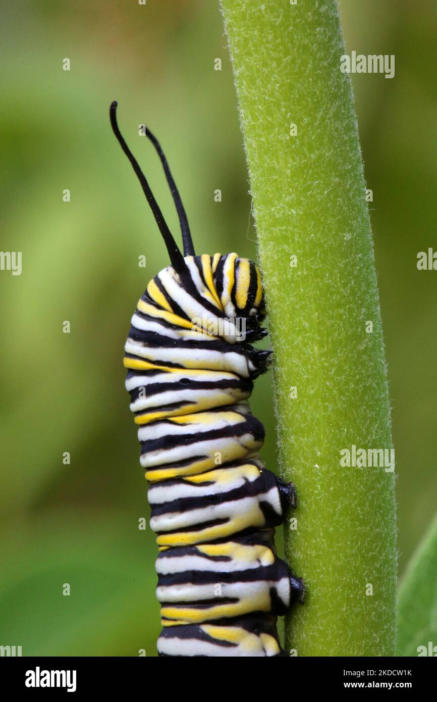 monarca farfalla bruco (Danaus plexippus) su una pianta di munghie (Asclepias syriaca) a Markham, Ontario, Canada, il 26 giugno 2022. (Foto di Creative Touch Imaging Ltd./NurPhoto) Foto Stock