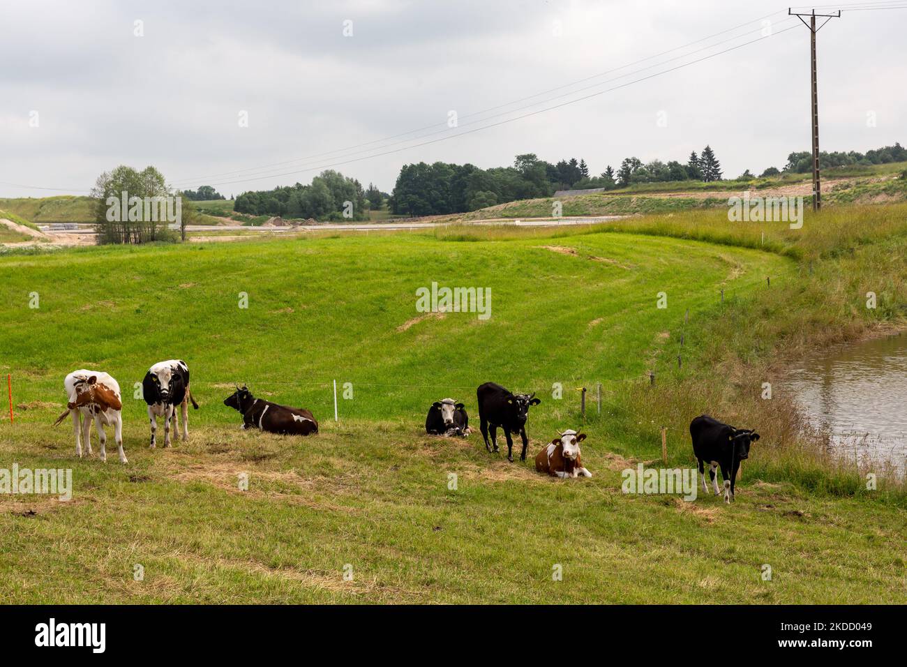 Caws riposa nel lato polacco di Suwalki Gap in paesaggio agricolo rurale il 29 giugno 2022 al confine polacco-lituano vicino alla strada E67. Il confine polacco con la Lituania si trova tra l'oblast di Kaliningrad (parte della Russia) e la Bielorussia e si estende per 100 chilometri. L'area si chiama Suwalki Gap ed è l'unico collegamento tra gli Stati baltici e il resto della NATO e dell'Unione europea. Dopo che la Lituania si è rifiutata di trasportare merci sanzionate per ferrovia dalla terraferma russa a Kaliningrad, Vladimir Putin, presidente russo, ha minacciato la Lituania con gravi conseguenze. Sia la NATO che l'Europa Foto Stock