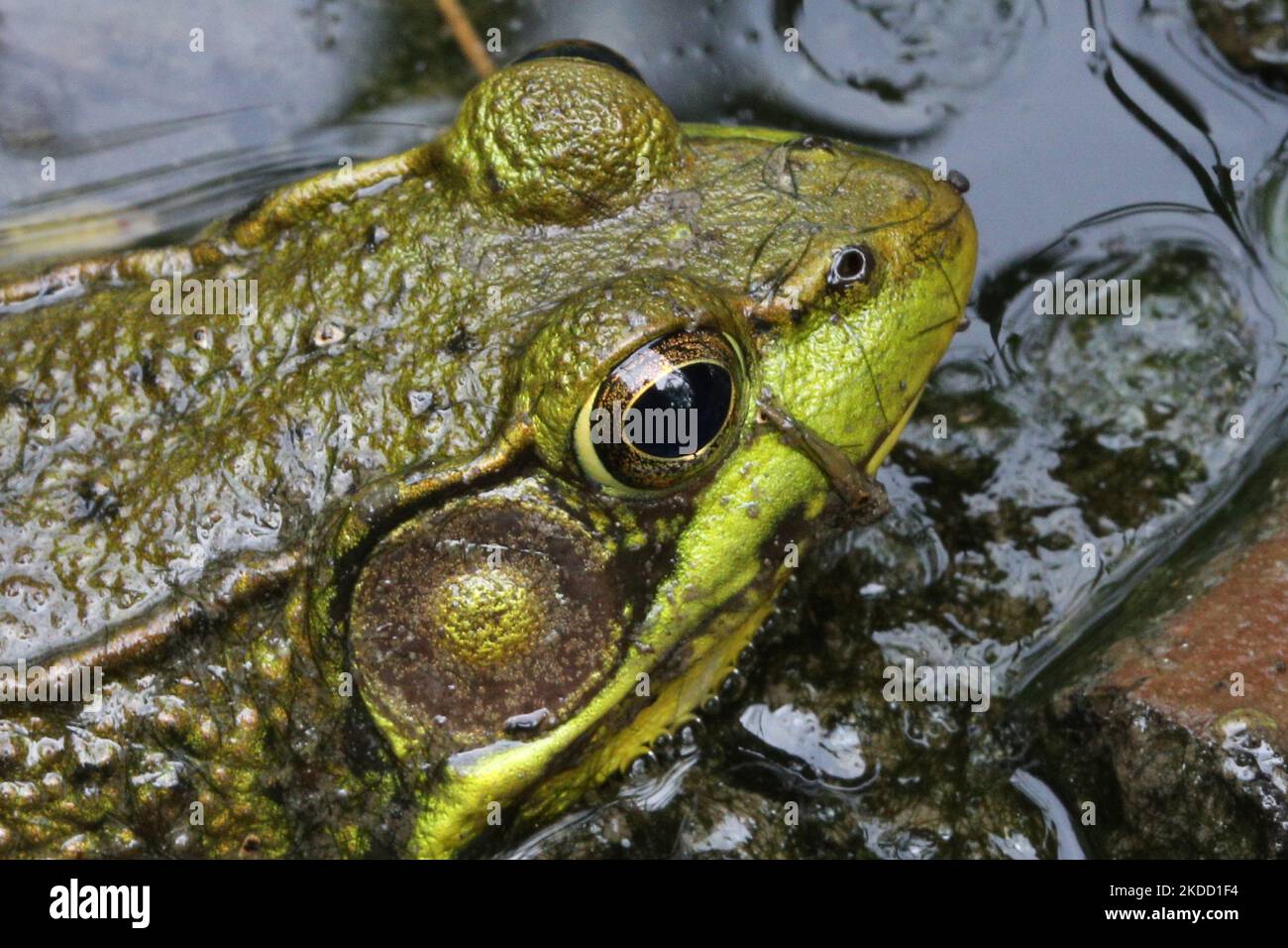 Una rana verde maschio (litobati claritani o claritani Rana) a Toronto, Ontario, Canada, il 30 giugno 2022. (Foto di Creative Touch Imaging Ltd./NurPhoto) Foto Stock