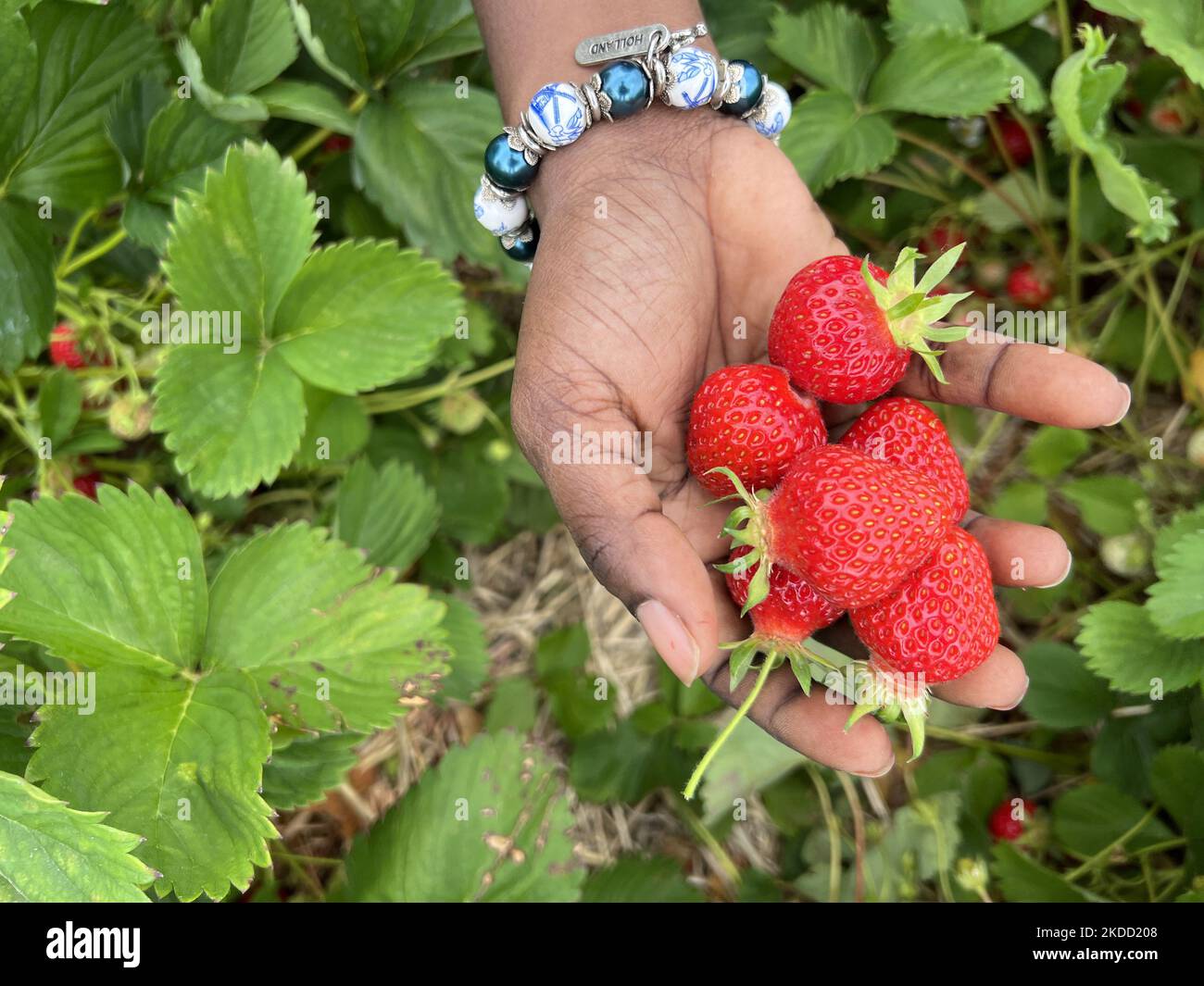 Donna in possesso di fragole appena raccolte in una fattoria di Maple, Ontario, Canada, il 01 luglio 2022. (Foto di Creative Touch Imaging Ltd./NurPhoto) Foto Stock