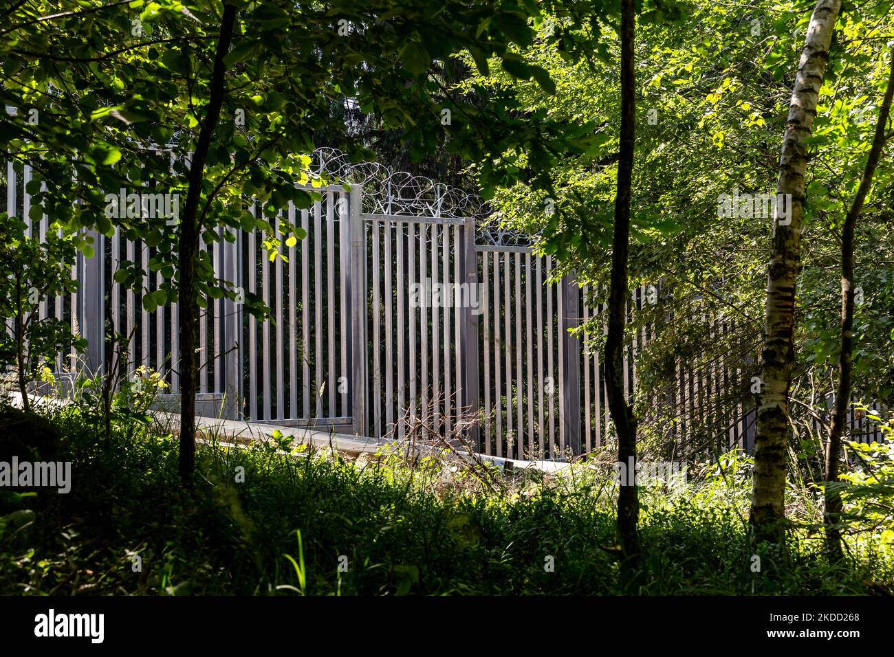 La barriera fisica in acciaio tra la Polonia e la Bielorussia si trova nel mezzo della foresta di Bialowieza il 1 luglio 2022 a Bialowieza, Polonia. Il governo polacco ha deciso di costruire una barriera in acciaio lunga 186 chilometri e alta 5,5 metri con filo spinato sul confine polacco-Bielorussia, che è anche il confine dell'Unione europea e della NATO. La decisione è stata presa dopo che migliaia di migranti, principalmente provenienti dalla Siria, dall'Iraq e dall'Afghanistan, hanno cercato di attraversare la Polonia dalla Bielorussia. Parte della barriera passa attraverso la foresta di Bialowieza. La decisione è stata molto controversa in quanto Bialowieza deserto è uno dei Th Foto Stock