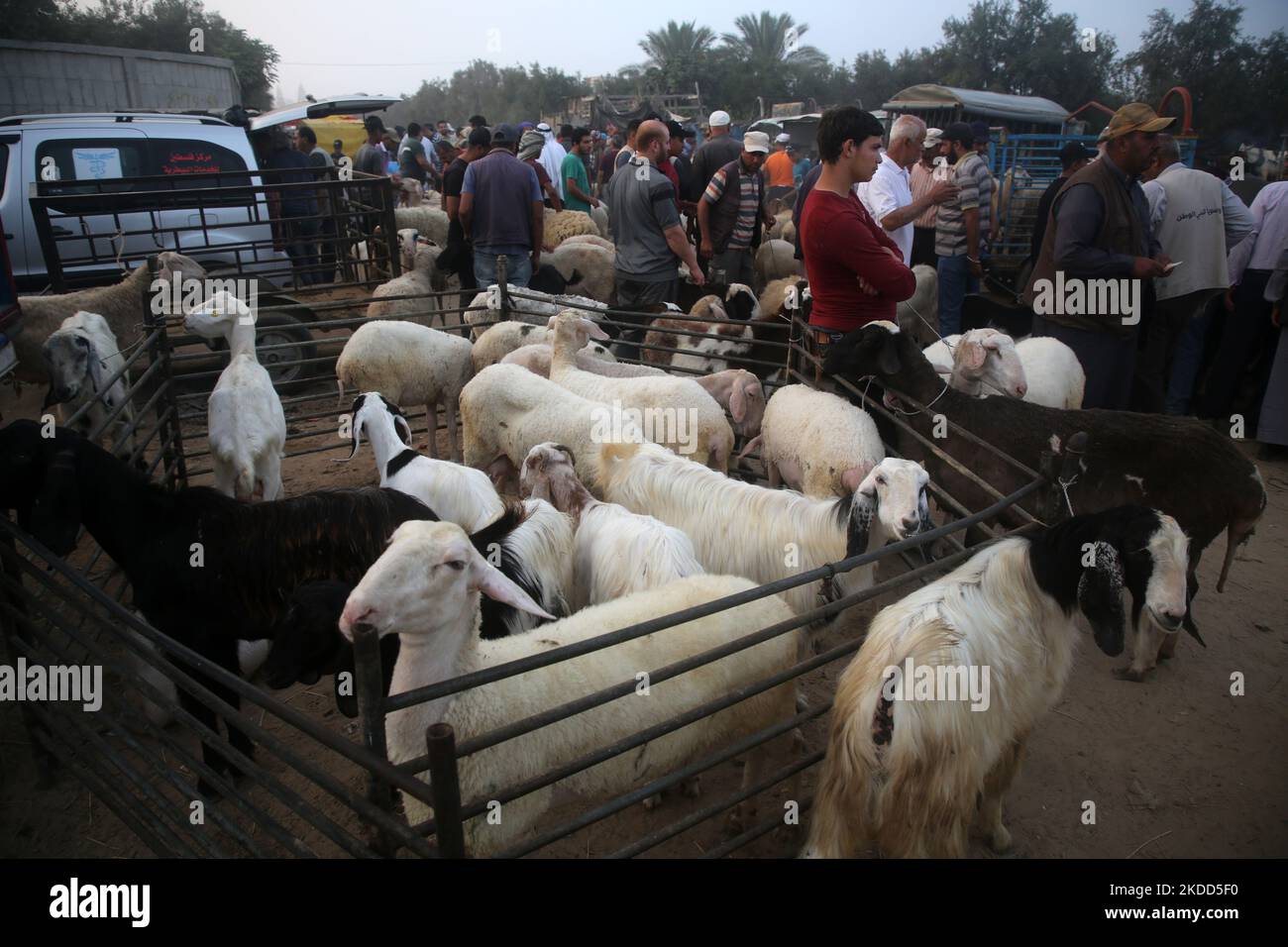 I palestinesi vendono pecore in un mercato di bestiame, davanti a Eid al-Adha, a Deir al-Balah, nel centro della striscia di Gaza, il 04 luglio 2022. I musulmani di tutto il mondo celebrano Eid al-Adha visitando le tombe dei loro cari e macellando pecore, capre, mucche e cammelli, in commemorazione della disponibilità del profeta Abraamo a sacrificare suo figlio Ismail su comando di Dio. (Foto di Majdi Fathi/NurPhoto) Foto Stock