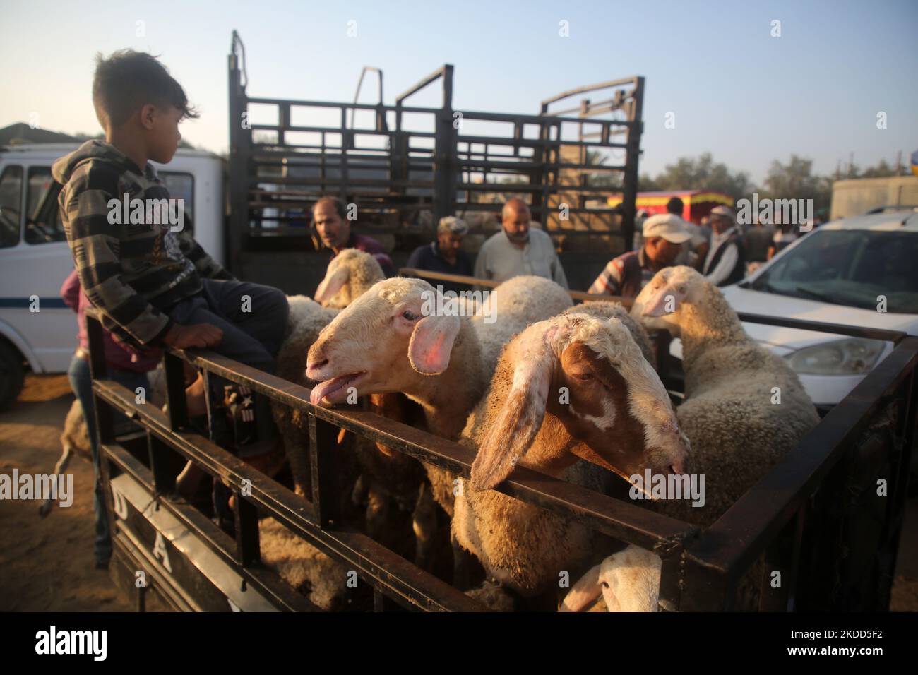 I palestinesi vendono pecore in un mercato di bestiame, davanti a Eid al-Adha, a Deir al-Balah, nel centro della striscia di Gaza, il 04 luglio 2022. I musulmani di tutto il mondo celebrano Eid al-Adha visitando le tombe dei loro cari e macellando pecore, capre, mucche e cammelli, in commemorazione della disponibilità del profeta Abraamo a sacrificare suo figlio Ismail su comando di Dio. (Foto di Majdi Fathi/NurPhoto) Foto Stock