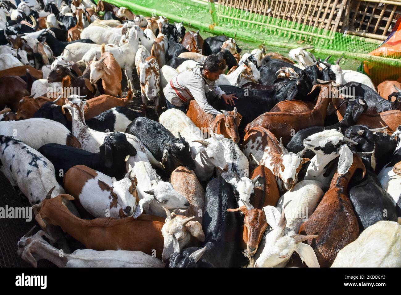 Un ragazzo è visto tra branco di capre in un mercato di bestiame a Kolkata , in India , il 7 luglio 2022 . (Foto di Debarchan Chatterjee/NurPhoto) Foto Stock