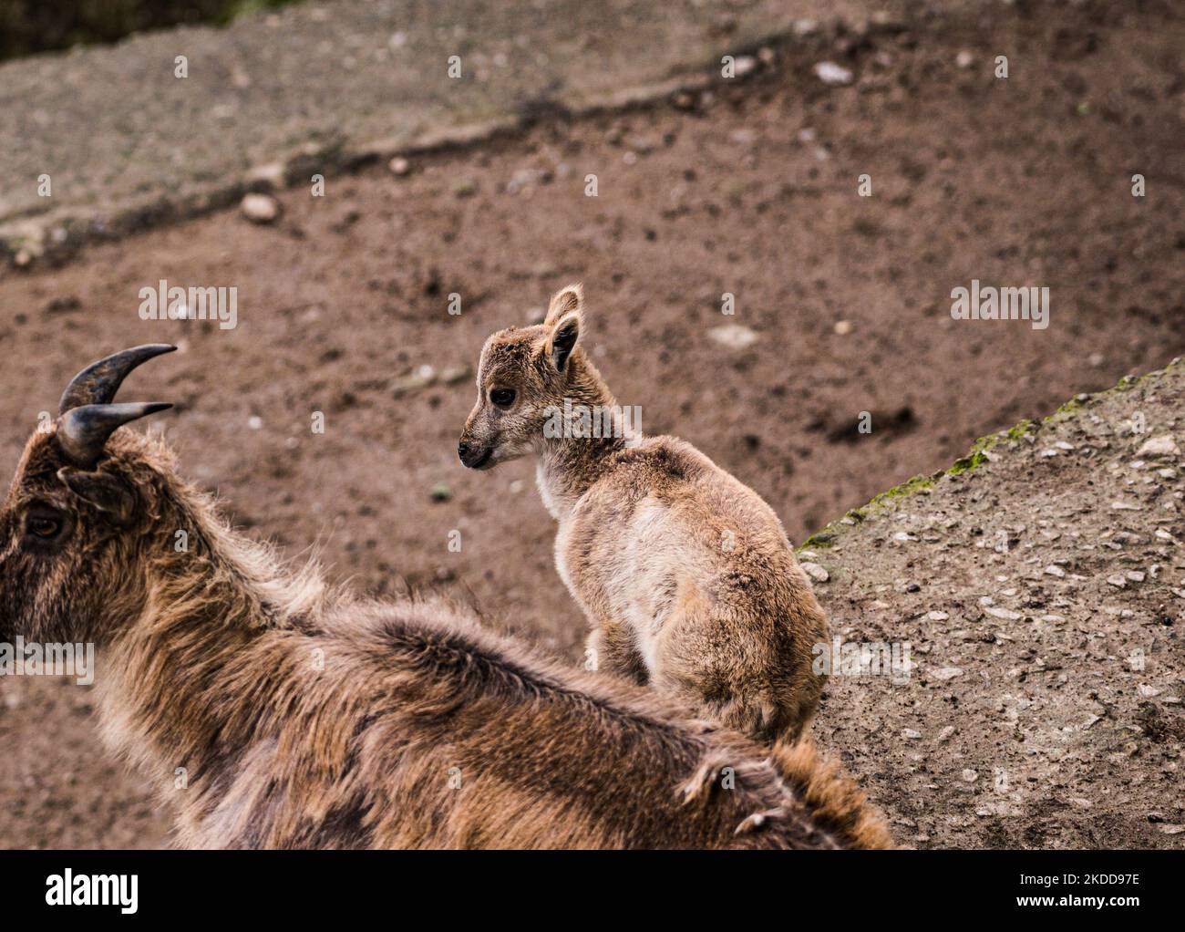 Il tahr himalayano (Hemitragus jemlahicus) è una capra selvatica originaria dell'Himalaya nel Tibet meridionale, nell'India settentrionale, nel Bhutan occidentale e nel Nepal. È elencato come quasi minacciato sulla lista rossa di IUCN, poichè la popolazione sta declinando dovuto la caccia e la perdita dell'habitat. Gli zoccoli del tahr hanno un nucleo flessibile e un 'inferno' esterno più duro con un bordo affilato che gli consente di afferrare rocce lisce e il bordo affilato permette al tahr di alloggiare il piede in piccoli piedi. I tahrs himalayani e il loro bambino al centro di conservazione e allevamento Padmaja Naidu Himalayan Zoological Park (PNHZP) a Darjeeling, Benga occidentale Foto Stock