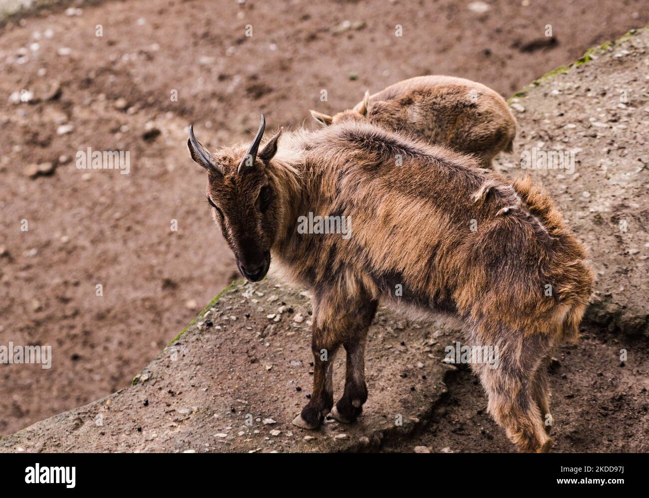 Il tahr himalayano (Hemitragus jemlahicus) è una capra selvatica originaria dell'Himalaya nel Tibet meridionale, nell'India settentrionale, nel Bhutan occidentale e nel Nepal. È elencato come quasi minacciato sulla lista rossa di IUCN, poichè la popolazione sta declinando dovuto la caccia e la perdita dell'habitat. Gli zoccoli del tahr hanno un nucleo flessibile e un 'inferno' esterno più duro con un bordo affilato che gli consente di afferrare rocce lisce e il bordo affilato permette al tahr di alloggiare il piede in piccoli piedi. I tahrs himalayani e il loro bambino al centro di conservazione e allevamento Padmaja Naidu Himalayan Zoological Park (PNHZP) a Darjeeling, Benga occidentale Foto Stock