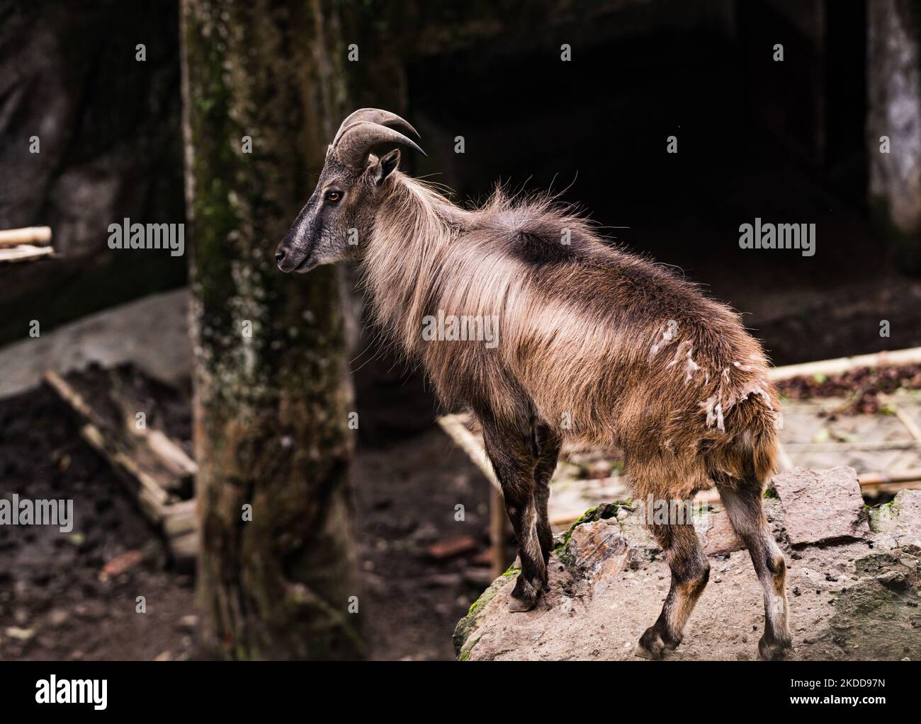 Il tahr himalayano (Hemitragus jemlahicus) è una capra selvatica originaria dell'Himalaya nel Tibet meridionale, nell'India settentrionale, nel Bhutan occidentale e nel Nepal. È elencato come quasi minacciato sulla lista rossa di IUCN, poichè la popolazione sta declinando dovuto la caccia e la perdita dell'habitat. Gli zoccoli del tahr hanno un nucleo flessibile e un 'inferno' esterno più duro con un bordo affilato che gli consente di afferrare rocce lisce e il bordo affilato permette al tahr di alloggiare il piede in piccoli piedi. I tahrs himalayani e il loro bambino al centro di conservazione e allevamento Padmaja Naidu Himalayan Zoological Park (PNHZP) a Darjeeling, Benga occidentale Foto Stock
