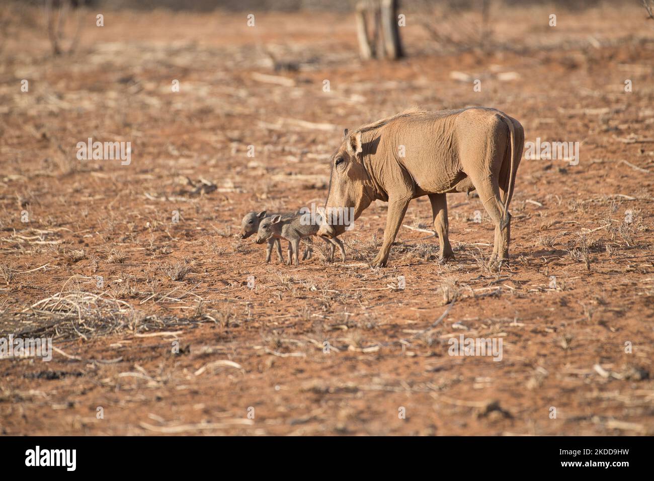 Un warthog comune femminile (Phacochoerus africanus) con due piccoli maialini Foto Stock