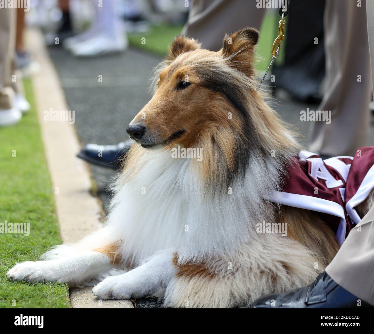 5 novembre 2022: Reveille X guarda dal bordo durante una partita di football del college NCAA tra Texas A&M e Florida il 5 novembre 2022 a College Station. La Florida ha vinto 41-24. (Credit Image: © Scott Coleman/ZUMA Press Wire) Foto Stock