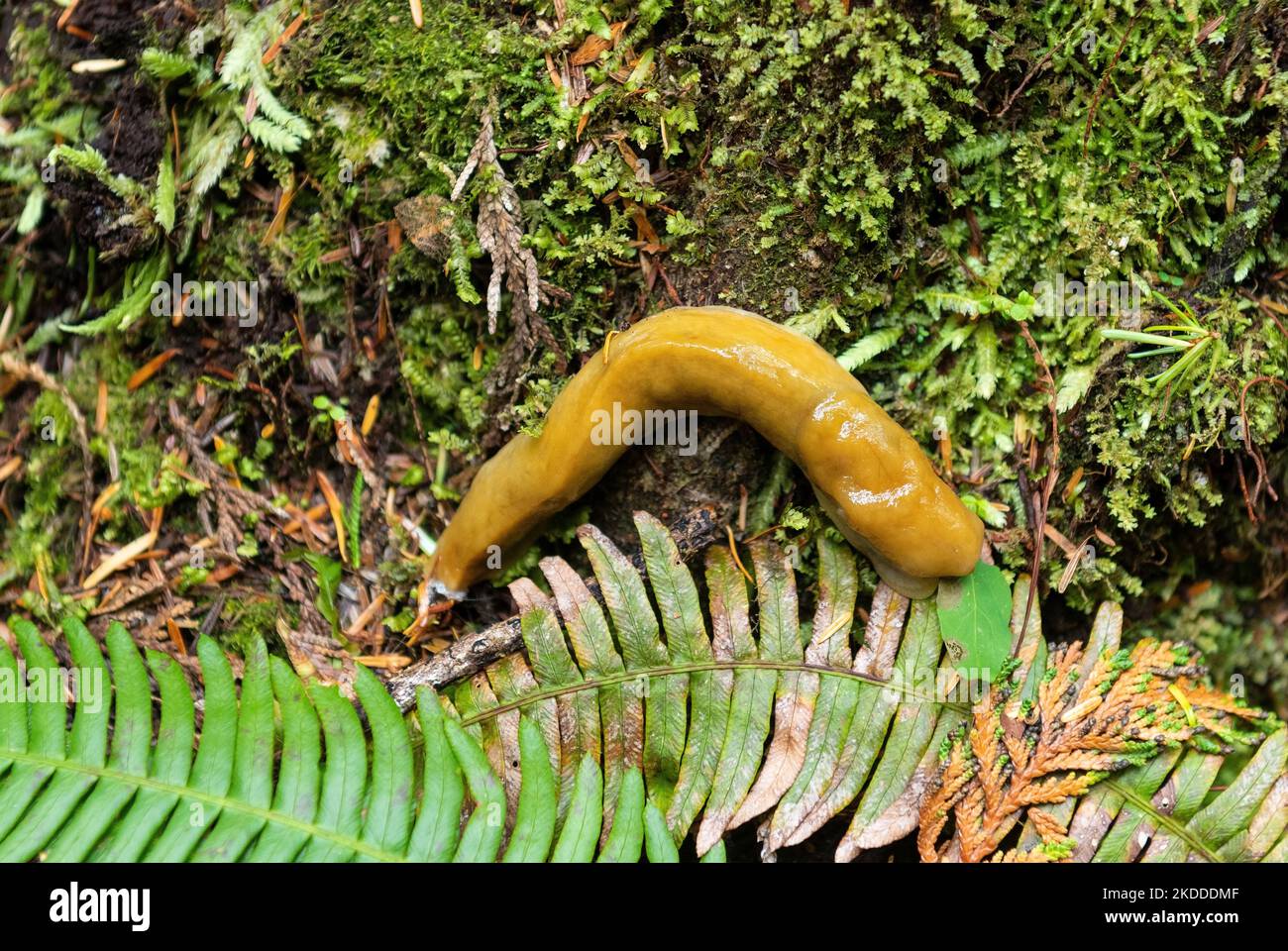 Banana Slug (Ariolimax) nella foresta pluviale temperata della Colombia Britannica continentale e dell'Isola di Vancouver, Canada. Foto Stock