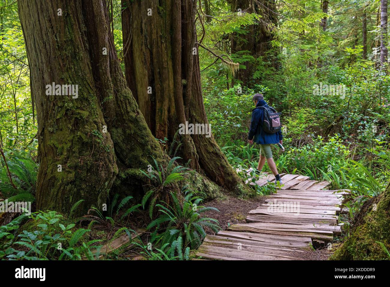 Uomo che fa trekking il Big Tree Trail su un passaggio sopraelevato, Meares Island, Tofino, Vancouver Island, British Columbia, Canada. Foto Stock