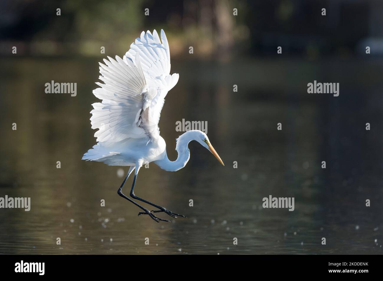 Una grande egretta orientale in volo sull'acqua del lago Foto Stock