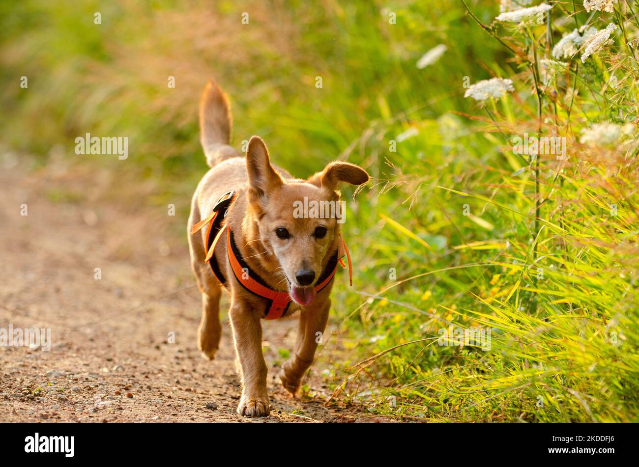 Un cane felice in una passeggiata quotidiana sul suo percorso preferito natura. Espressione super felice parla da sola. Foto Stock