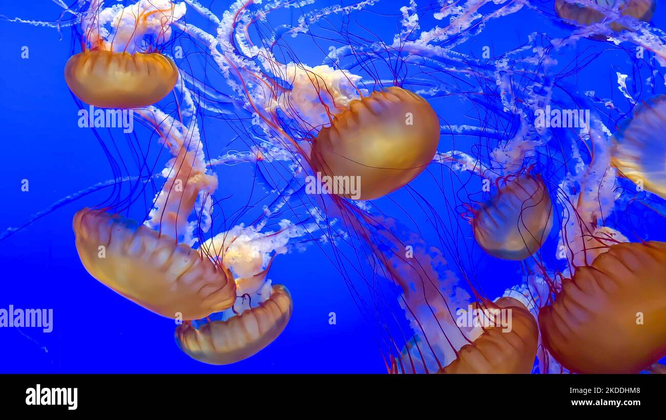 Gruppo di meduse gialle illuminate con luce blu brillante che ballano sott'acqua Foto Stock