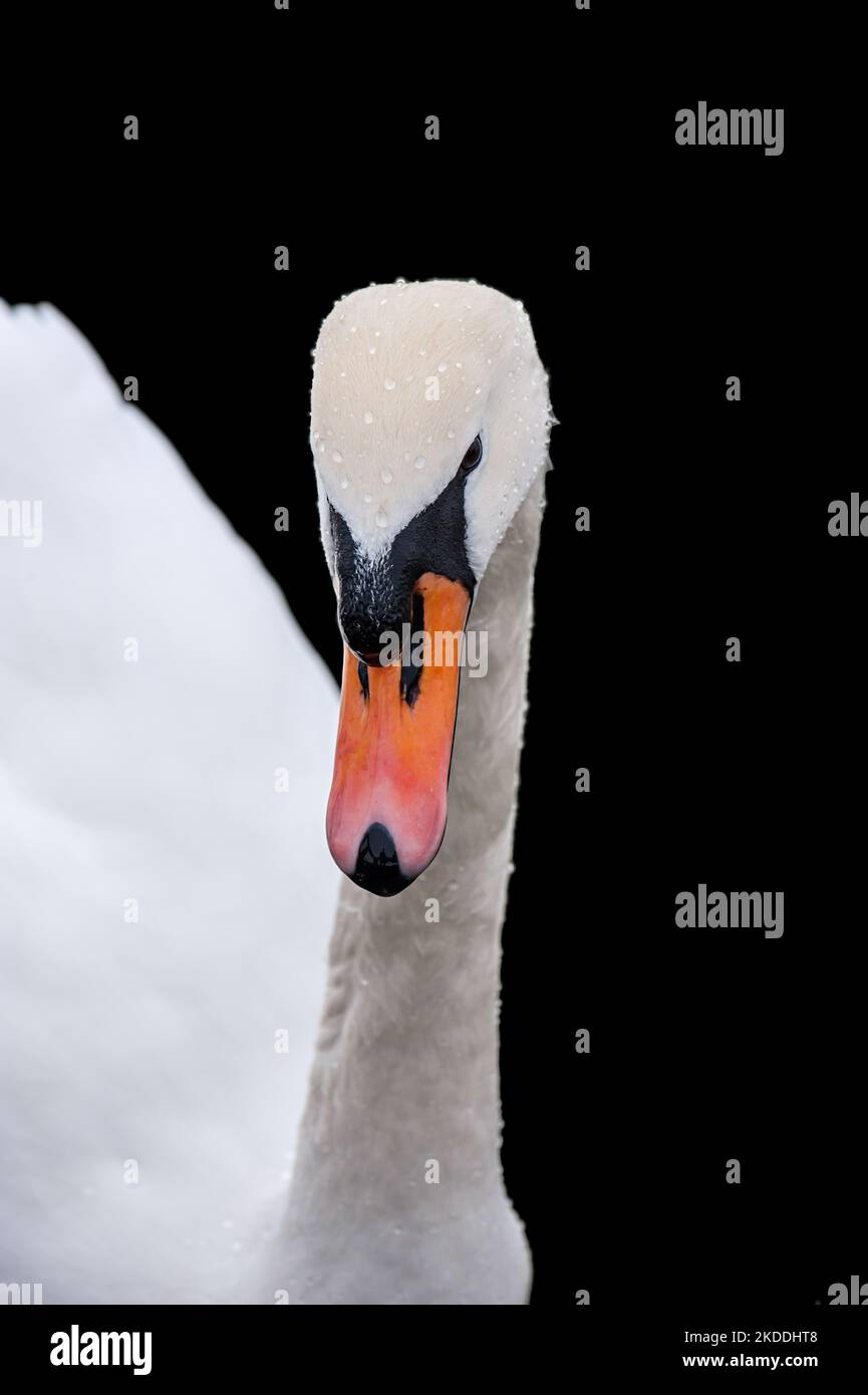 'Swan primo piano isolato su sfondo nero Foto Stock
