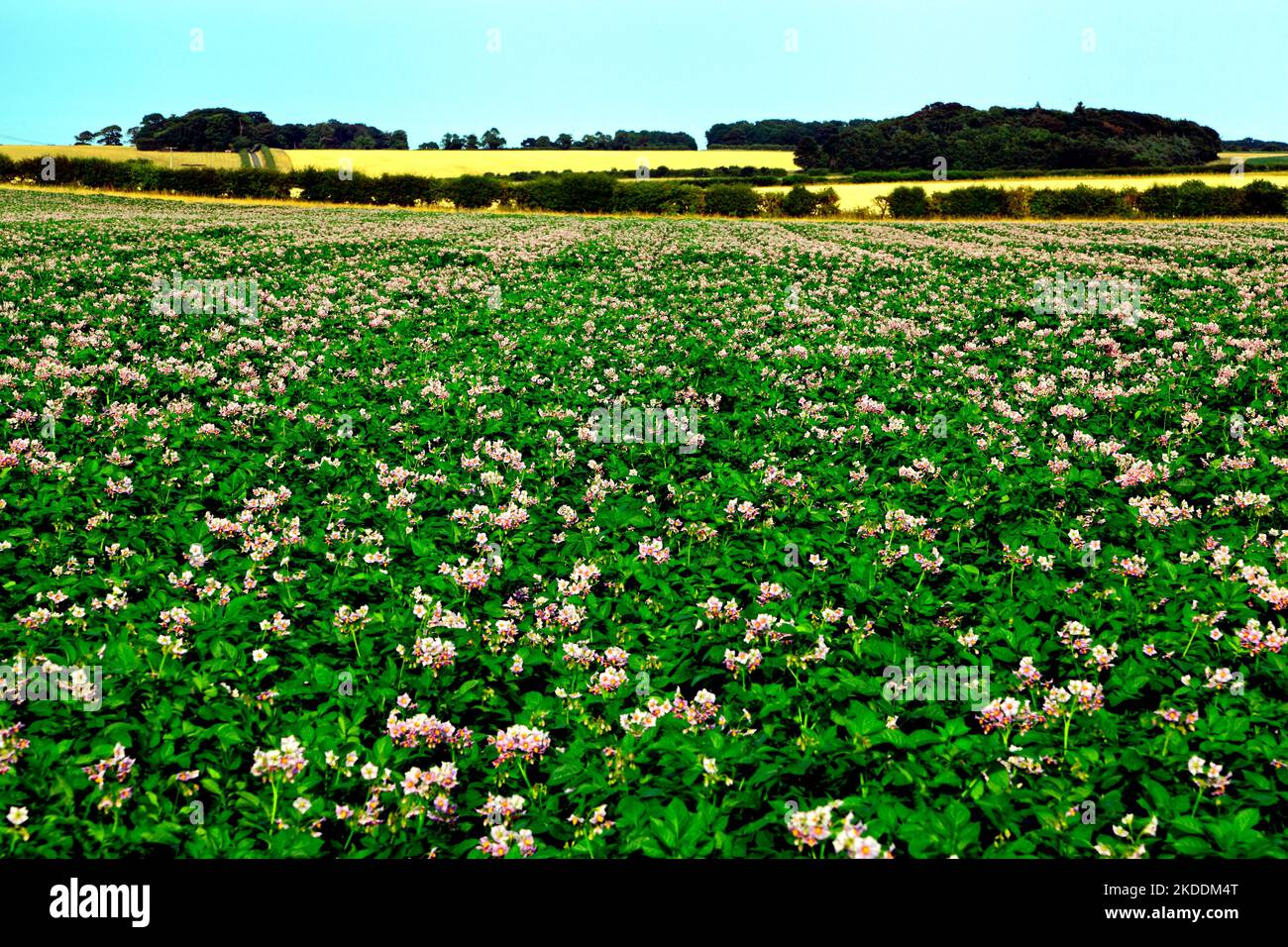 Campo di patate, in fiore, piantagione agricola, Norfolk, Regno Unito Foto Stock