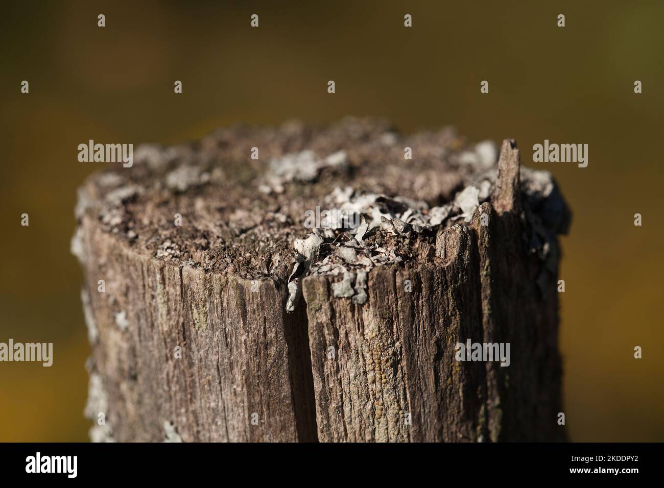 Foliosio licheni in cima a un picket recinto. I licheni germogliano su un picket di legno contro uno sfondo sfocato. Foto Stock