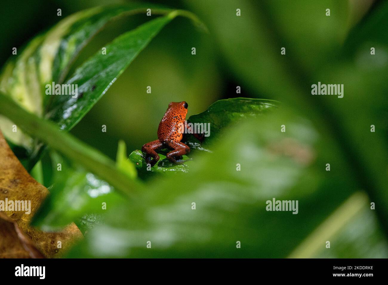 Poison Dart Frog Foto Stock