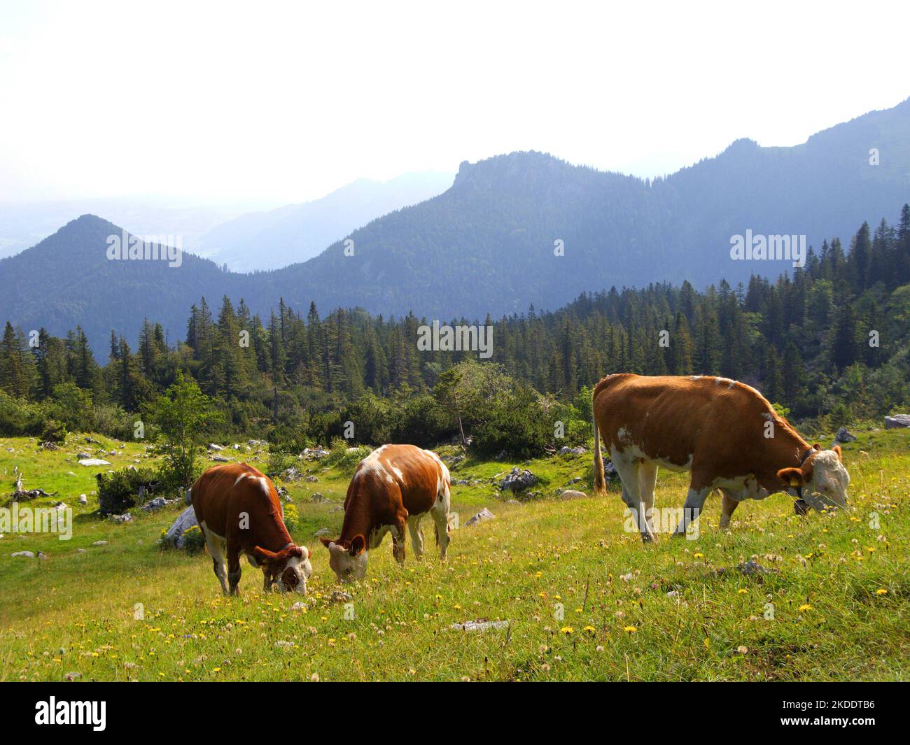 Pascolo di mucche su pascoli alpini a Kampenwand, montagna, Chiemgau, Baviera, Germania Foto Stock