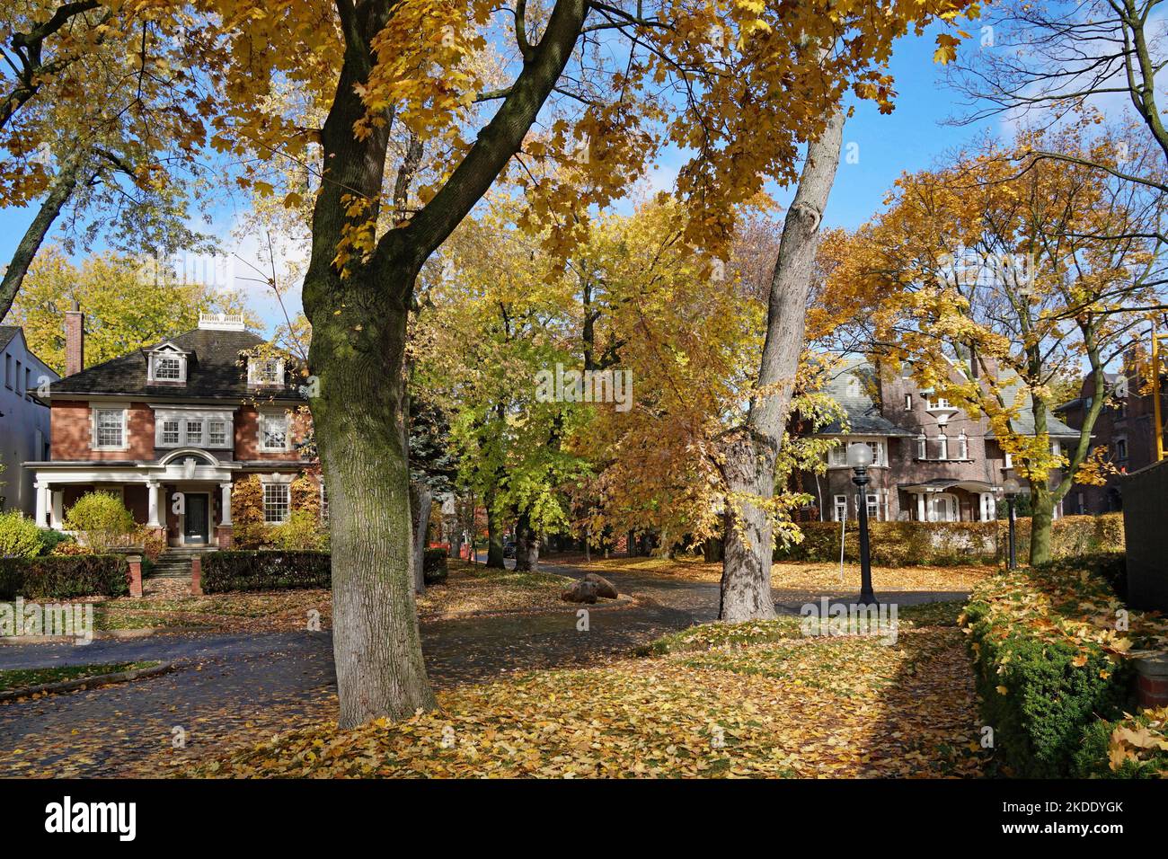 Giallo dorato colori autunnali su alberi d'acero in un quartiere residenziale antico Foto Stock