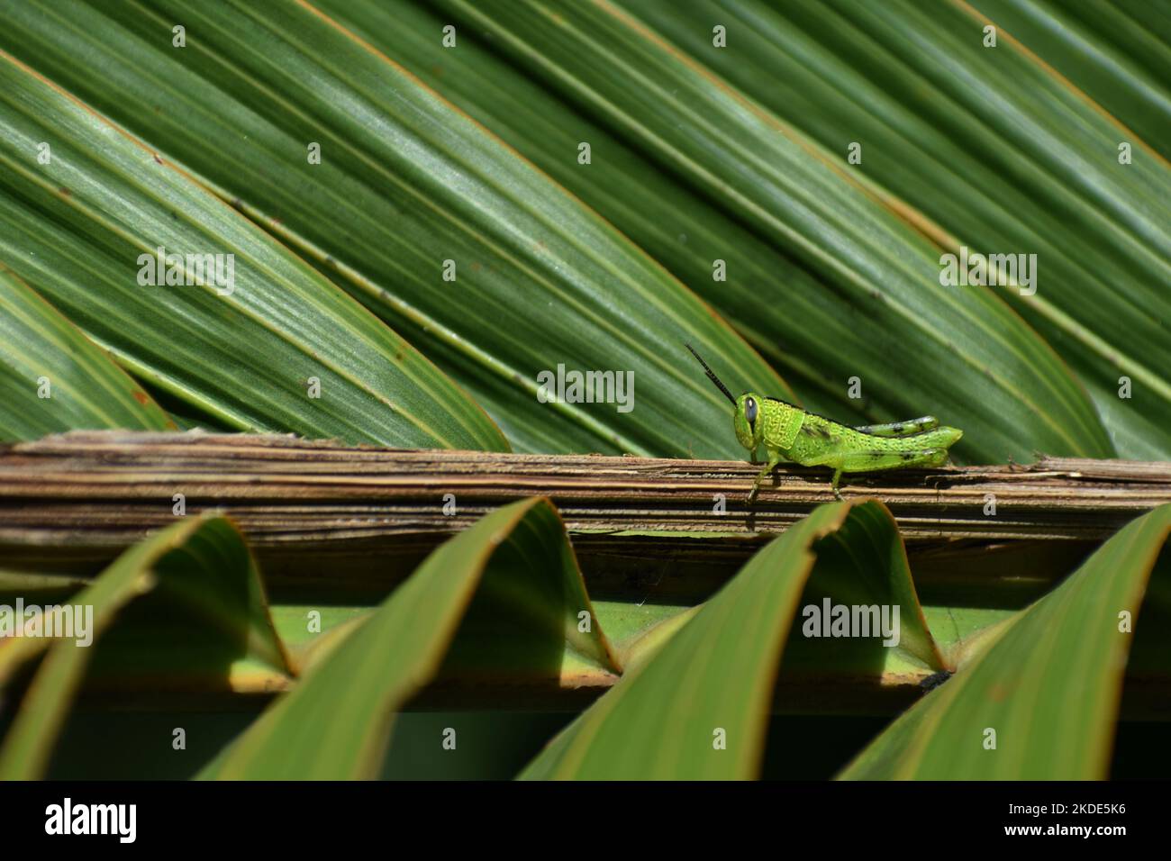 Giovane verde grasshopper riposo tra la foglia di palma. Instar. Foto Stock
