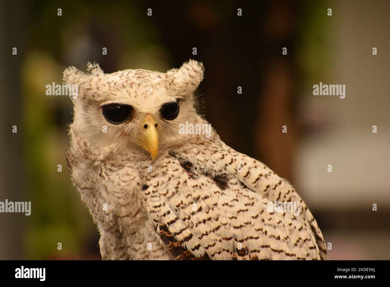 Primo piano foto dell'aquila barriata. Bubo sumatranus Foto Stock