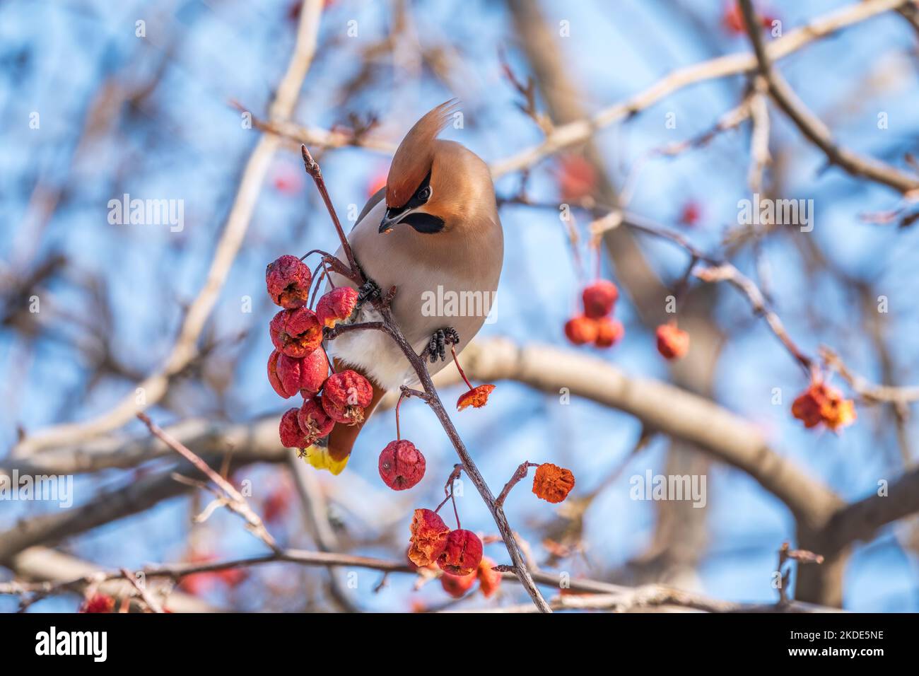 waxwing bohémien seduto su un albero di mele selvatico in inverno o in primavera. Il waxwing, un bellissimo uccello tufted mangia mele rosse selvatiche in inverno. Selvaggio Foto Stock