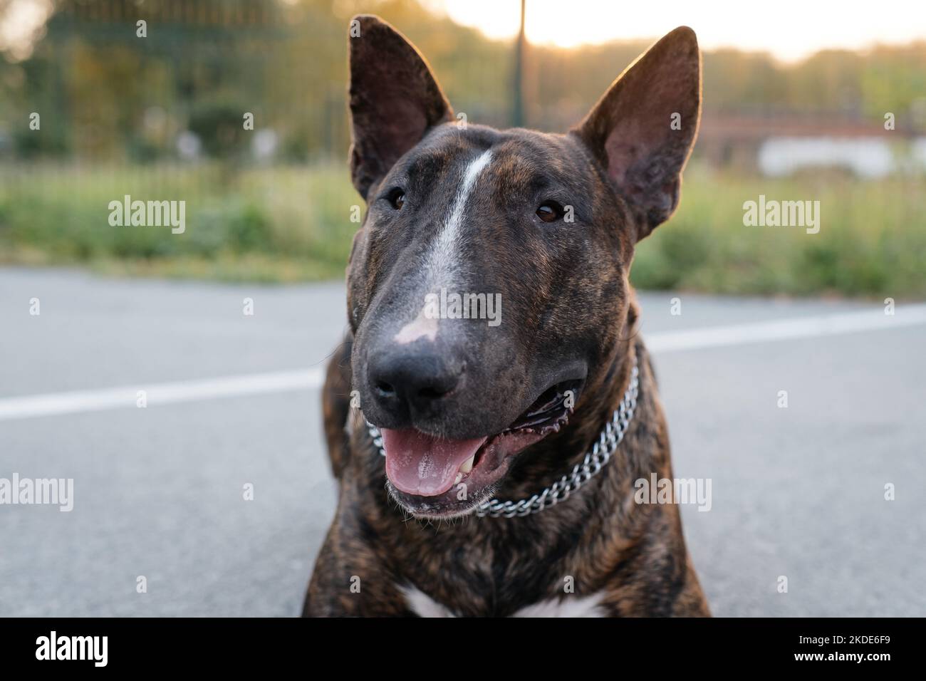 Il ritratto del giovane bel toro terrier ritratto in un colore brindato Foto Stock