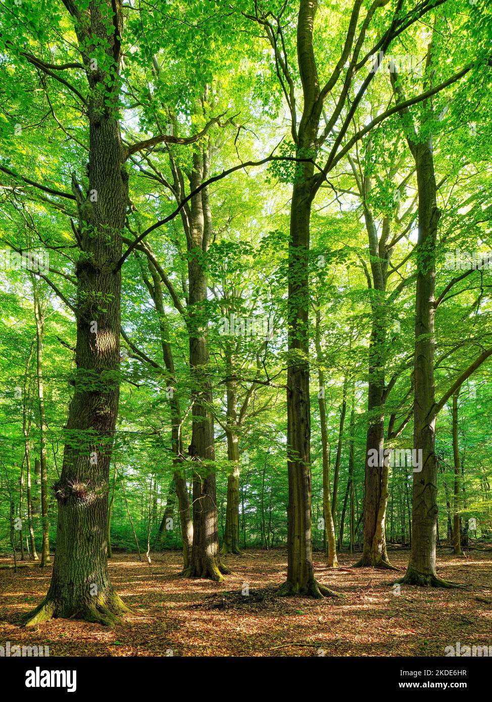 Vecchia foresta quasi naturale incontaminata di grandi querce e faggi in primavera, Reinhardswald, Assia settentrionale, Assia, Germania Foto Stock