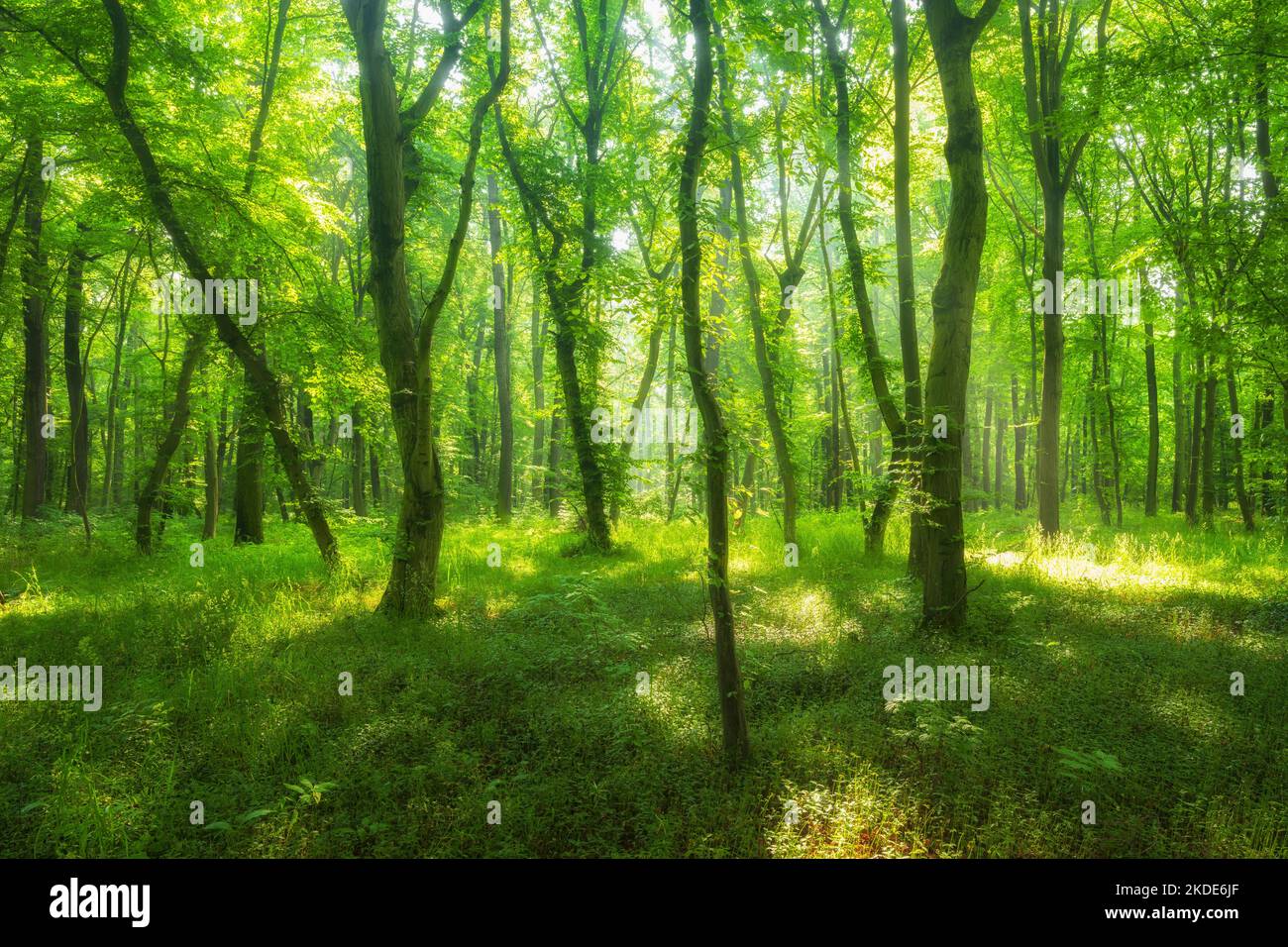 Il sole splende attraverso la foresta naturale di faggi aperti, Burgenlandkreis, Sassonia-Anhalt, Germania Foto Stock