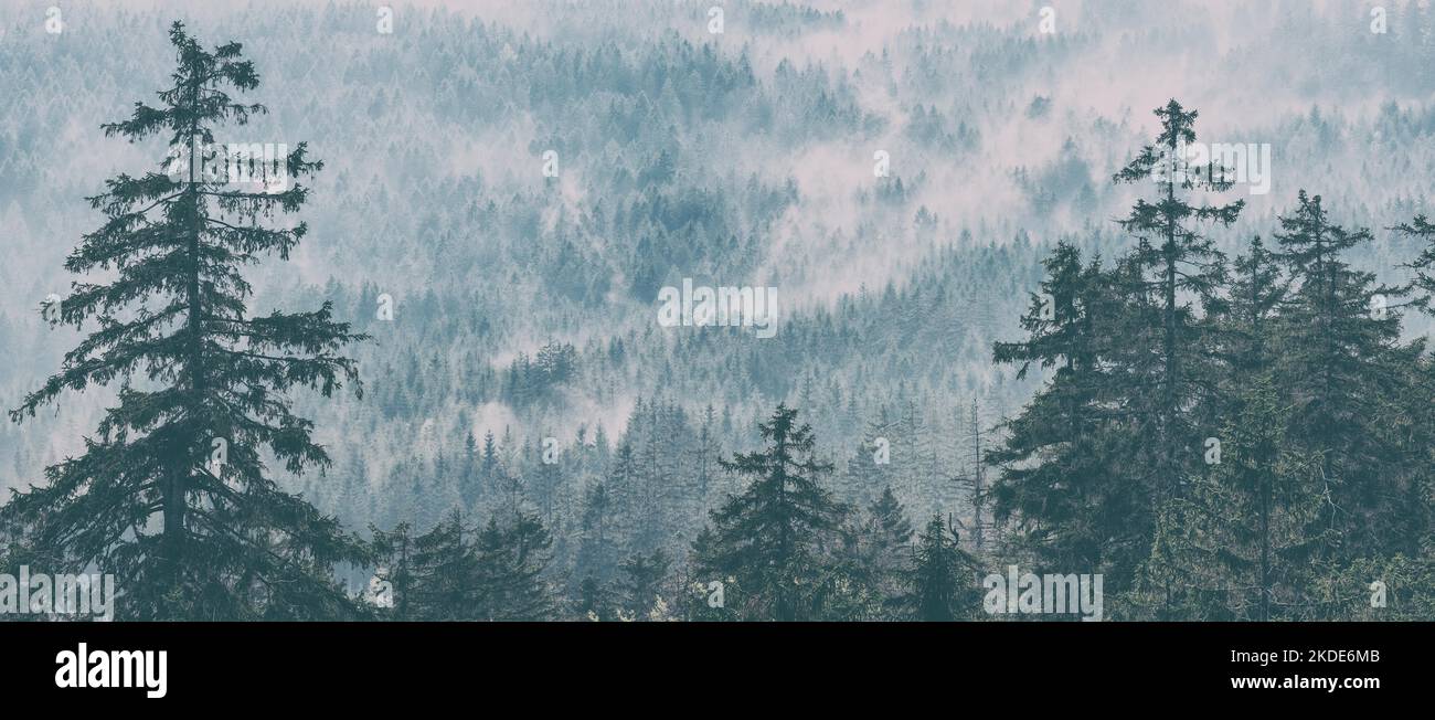 Panorama, nubi di nebbia deriva attraverso la foresta infinita di abete rosso, Fichtelgebirge, alta Franconia, Franconia, Baviera, Germania Foto Stock