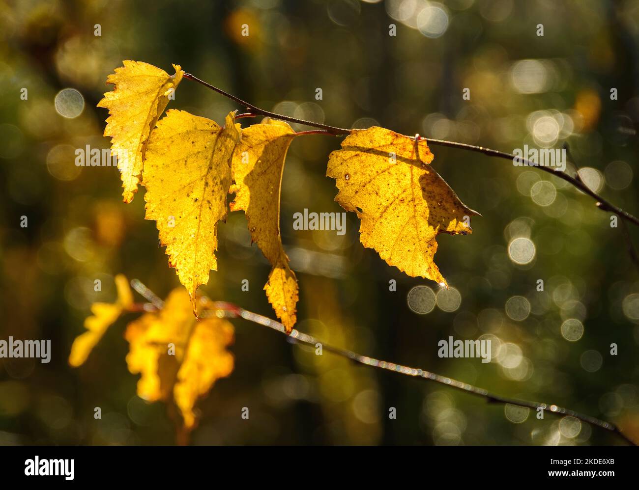Ultime foglie gialle a fine autunno. Foto Stock