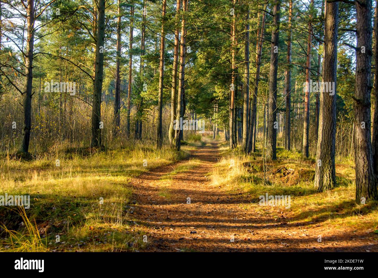 Strada in una pineta nella regione di Leningrado in autunno. Foto Stock