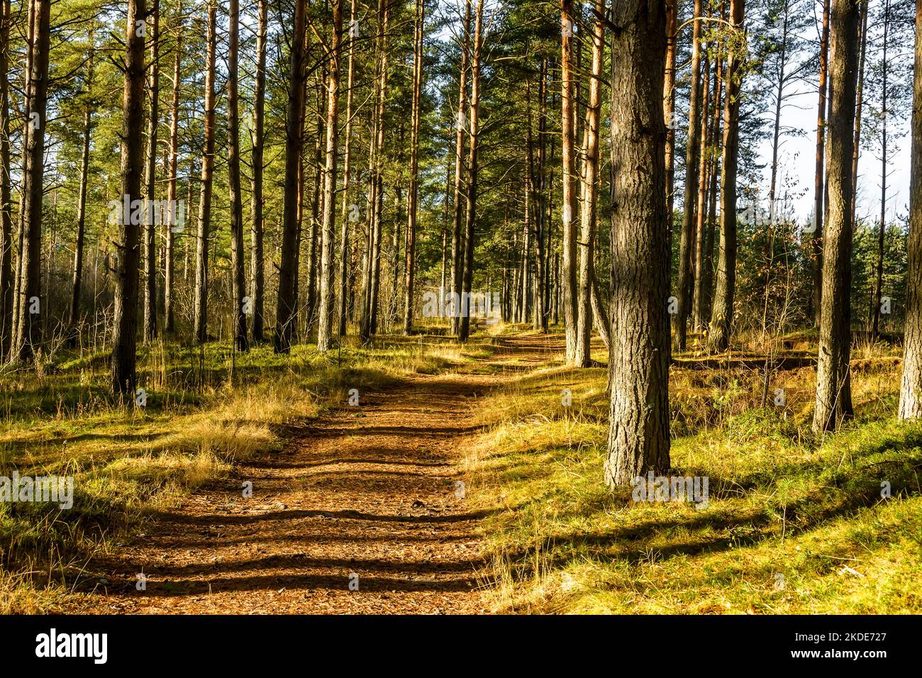 Strada in una pineta nella regione di Leningrado in autunno. Foto Stock