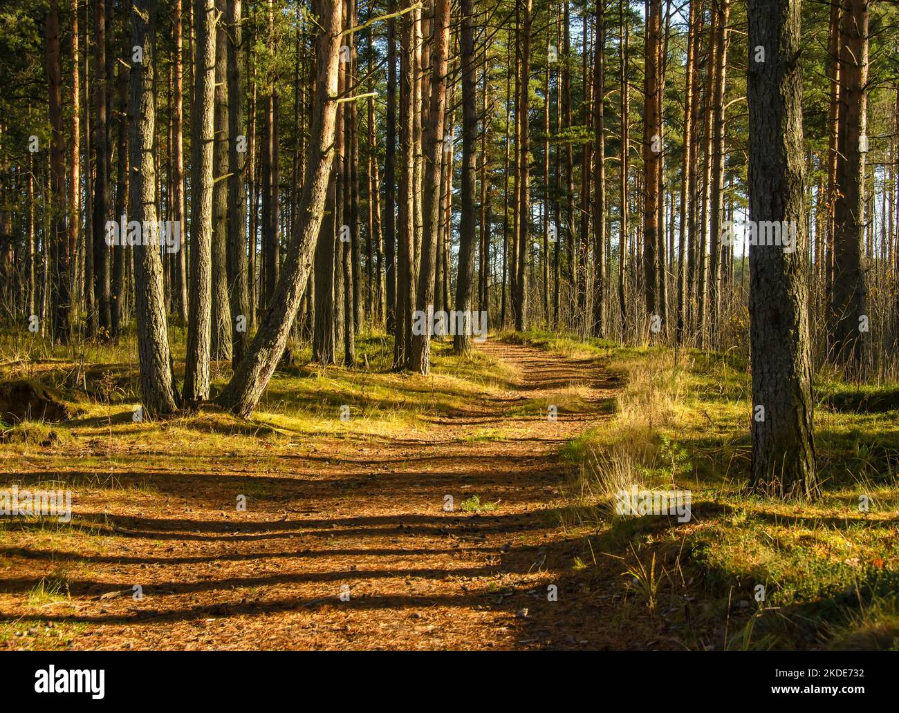 Strada in una pineta nella regione di Leningrado in autunno. Foto Stock