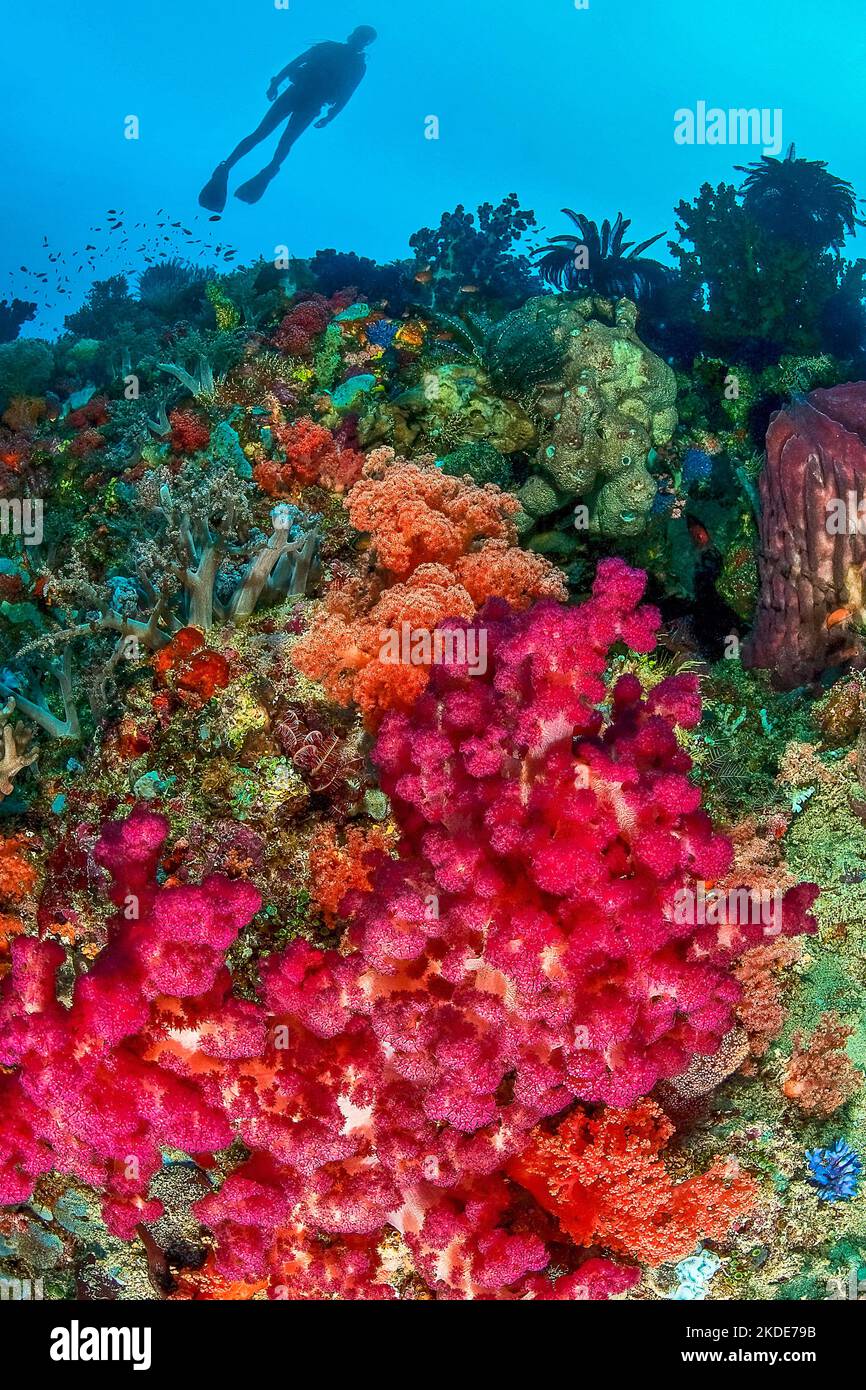 Vivace barriera corallina colorata con coralli molli (Dendronephthya), nella silhouette di sfondo di subacqueo, Indo-Pacifico, Pacifico, Molucche, Indonesia Foto Stock
