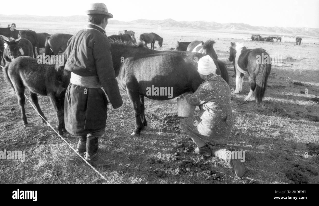 Volti della Mongolia sotto il dominio comunista nel 1982 è mostrato in questa foto. Mungitura mare, nomadi, MSG, Mongolia Foto Stock