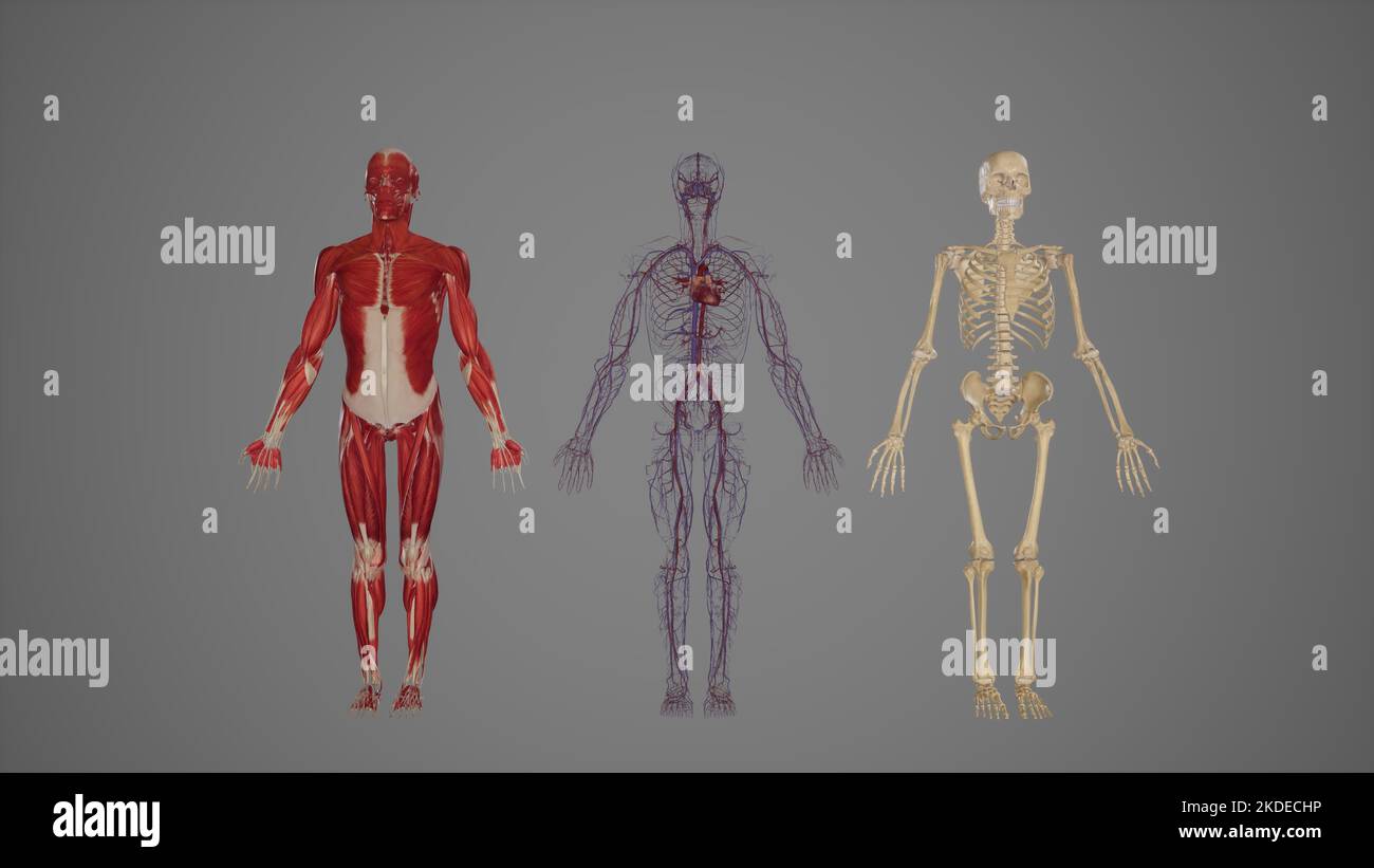 Vista anteriore dei sistemi scheletrici, muscolari e circolatori Foto Stock